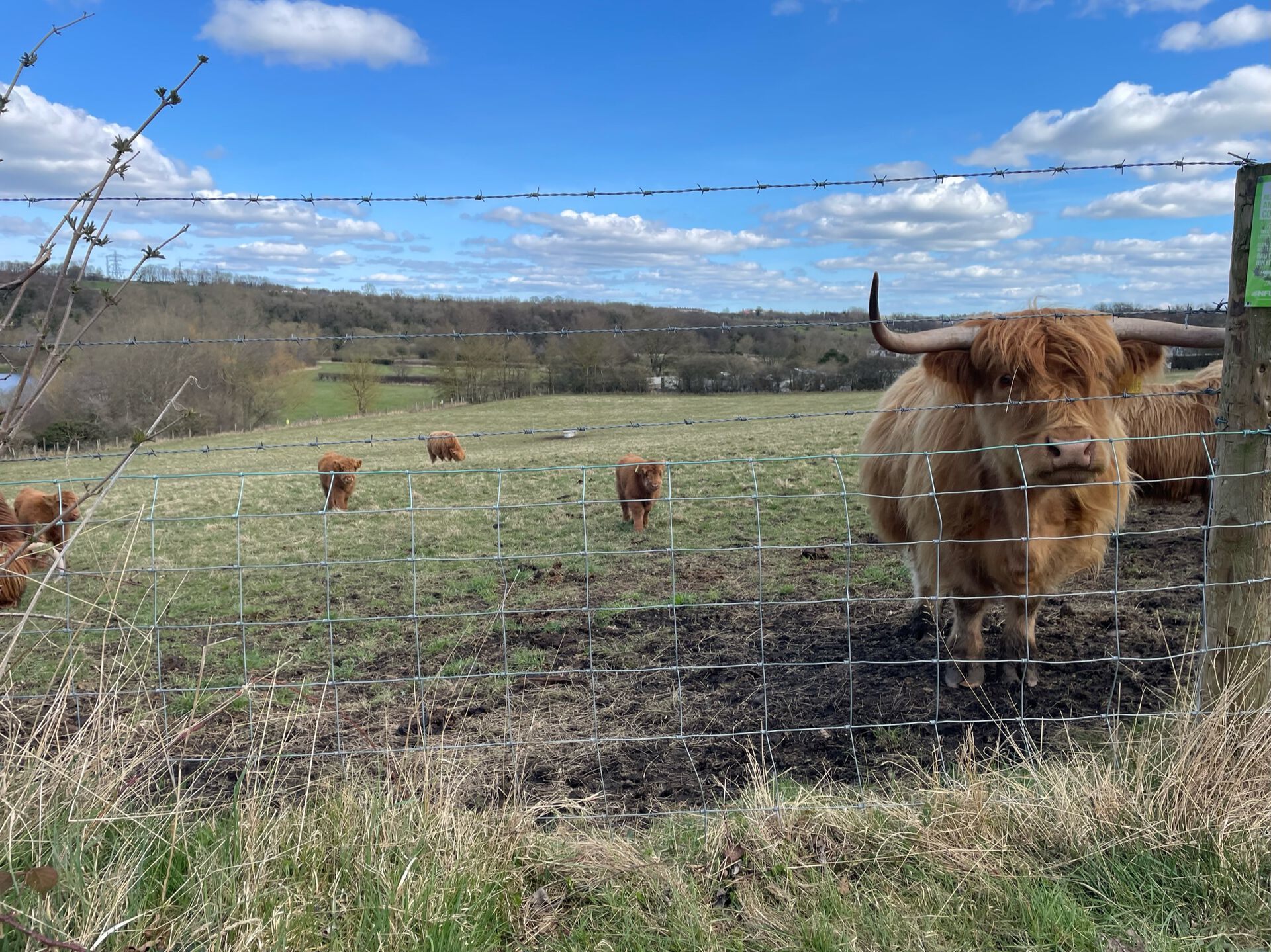 Some highland cows & cowlets just outside of Escomb