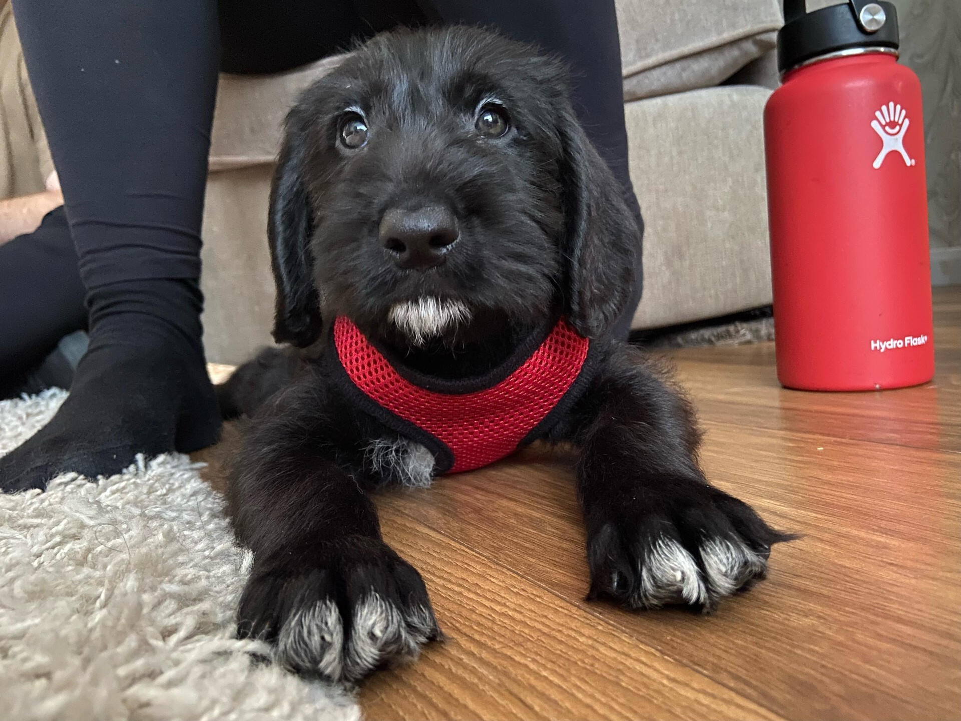 Ghyll the pudelpointer, 7 weeks old