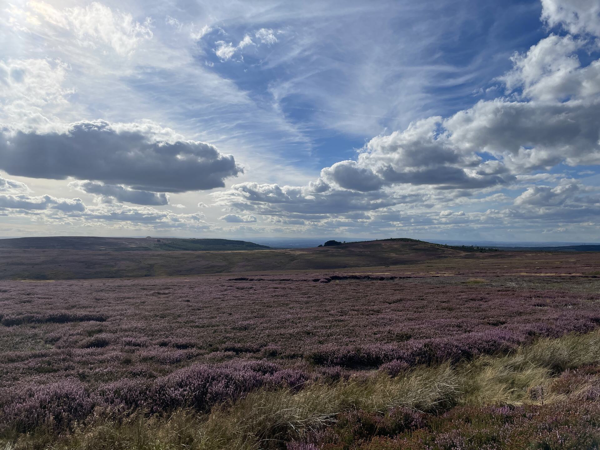 Heather out at Guisborough Moor; if you peer hard enough you can see the triple peaks of Great Dun Fell, Little Dun Fell, and Cross Fell, 100km away