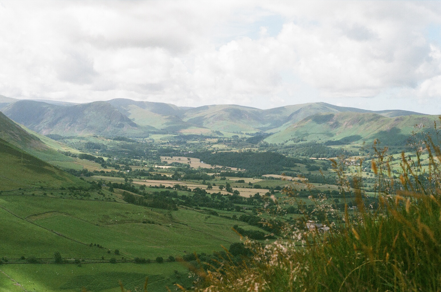 A green valley of hedged fields and woodland seen from a hillside, with rounded hills under a cloudy sky. Tall grasses and seed heads blur in the foreground.