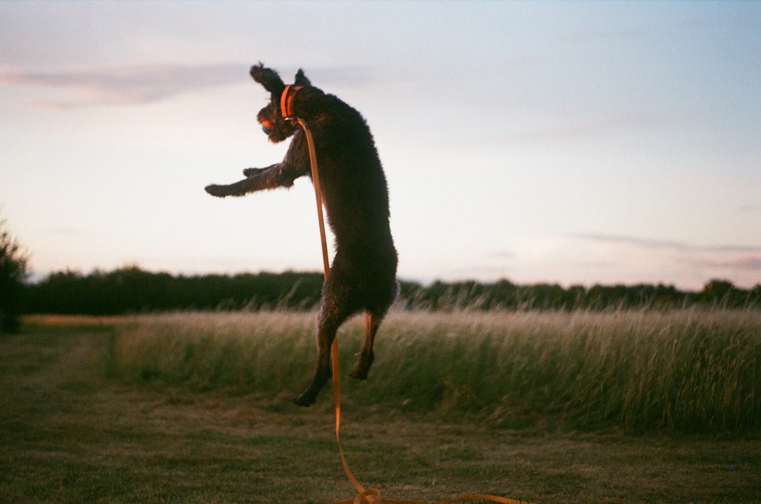 A black curly-haired dog in an orange collar leaps into the air above a mown field, trailing a long orange lead. Tall grass and a treeline sit behind under a dusk sky.