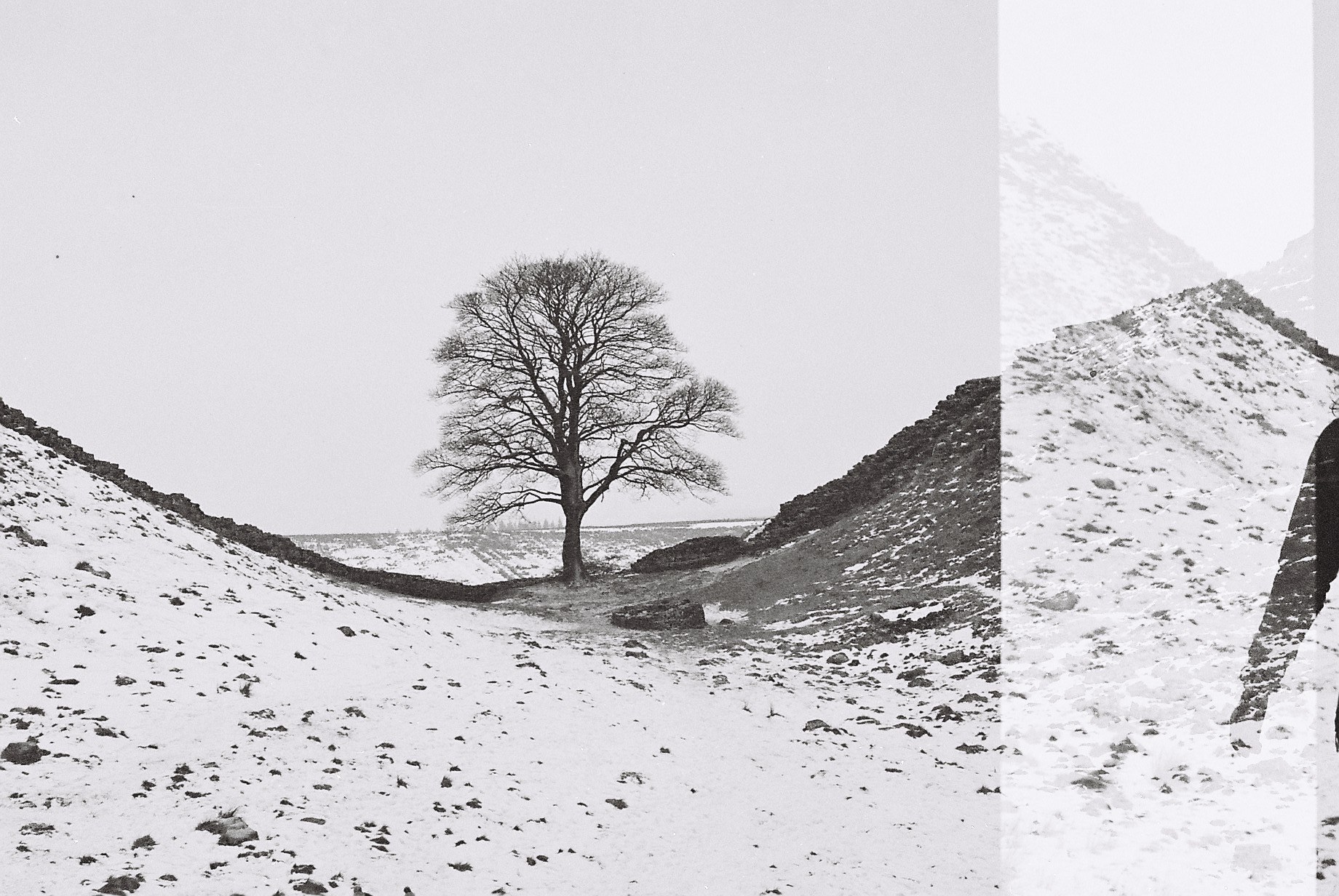 Black and white photo of a bare tree standing in a dip between two snow-covered slopes, with a stone wall running along the ridges. A vertical light leak crosses the right side of the frame.