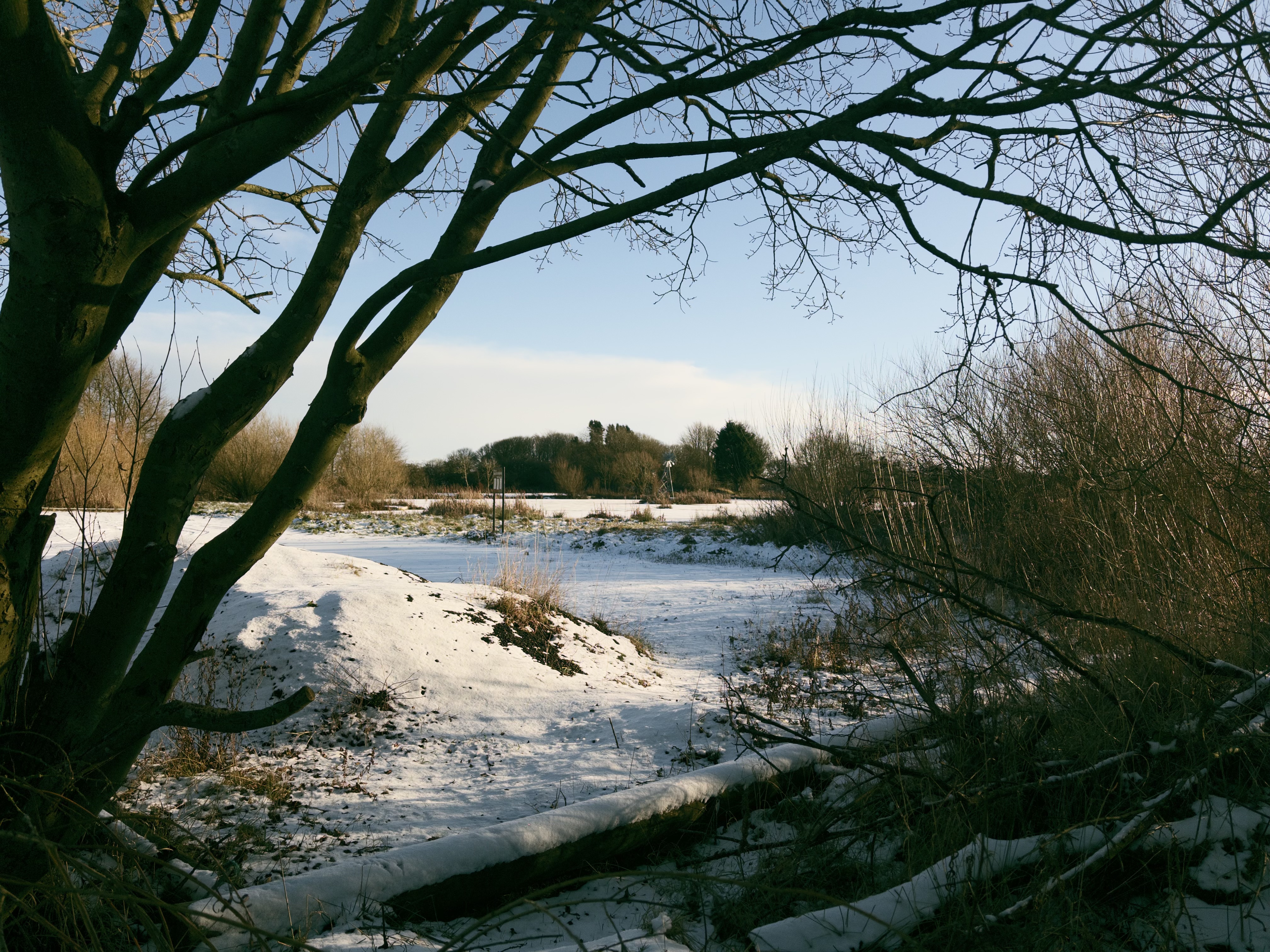 A snowy patch of ground viewed between trees and over a low fence, with some bare trees off in the distance and all under a clear sky