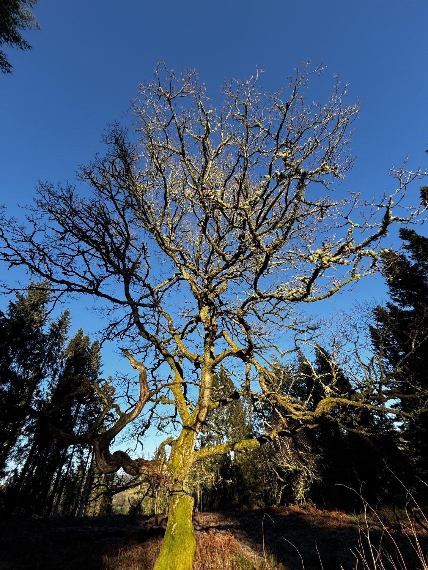 A gnarled old oak tree standing on an earthwork in a pine forest