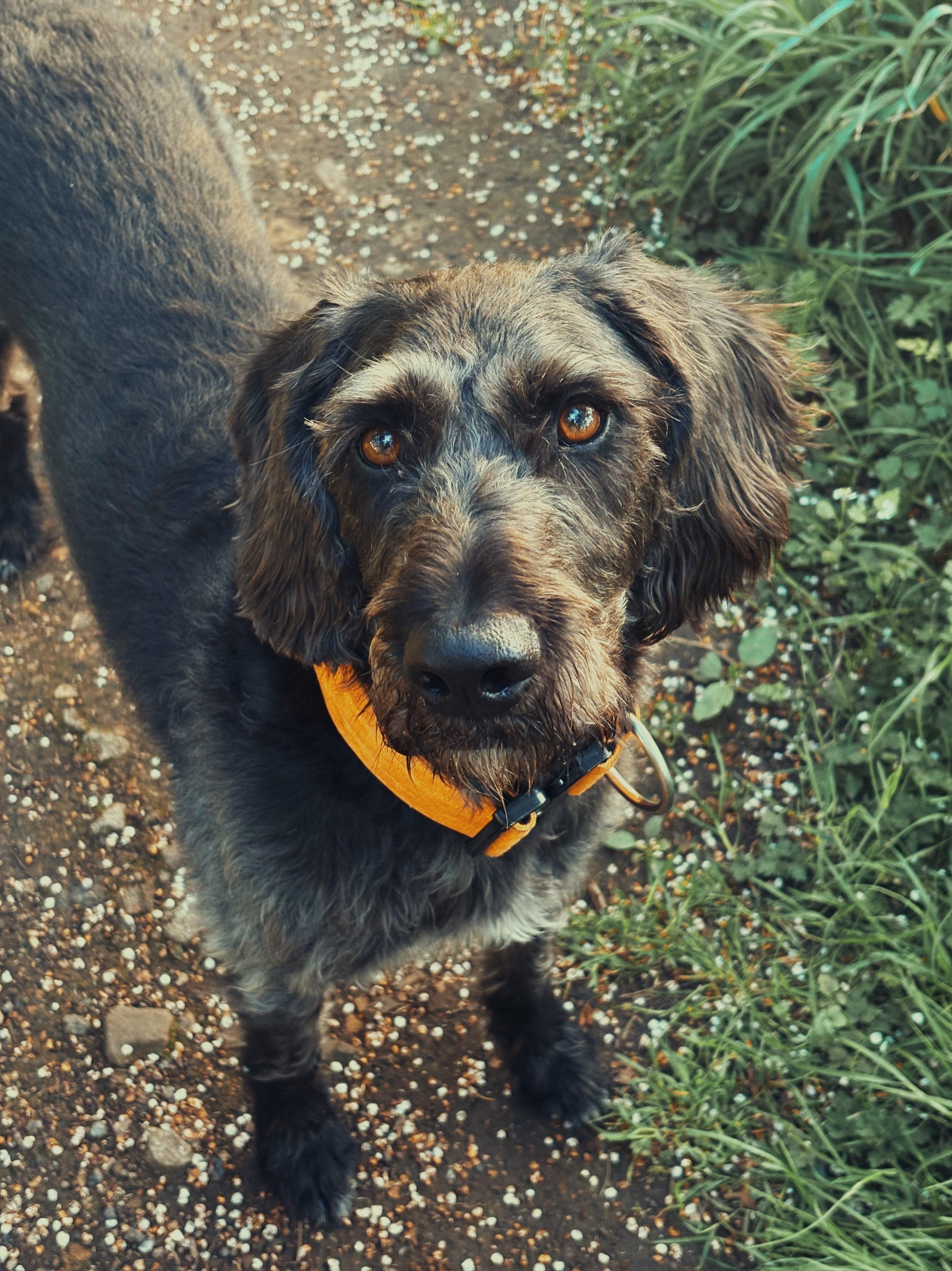 A black dog looking up at the camera, standing on a dirt path next to some low grass