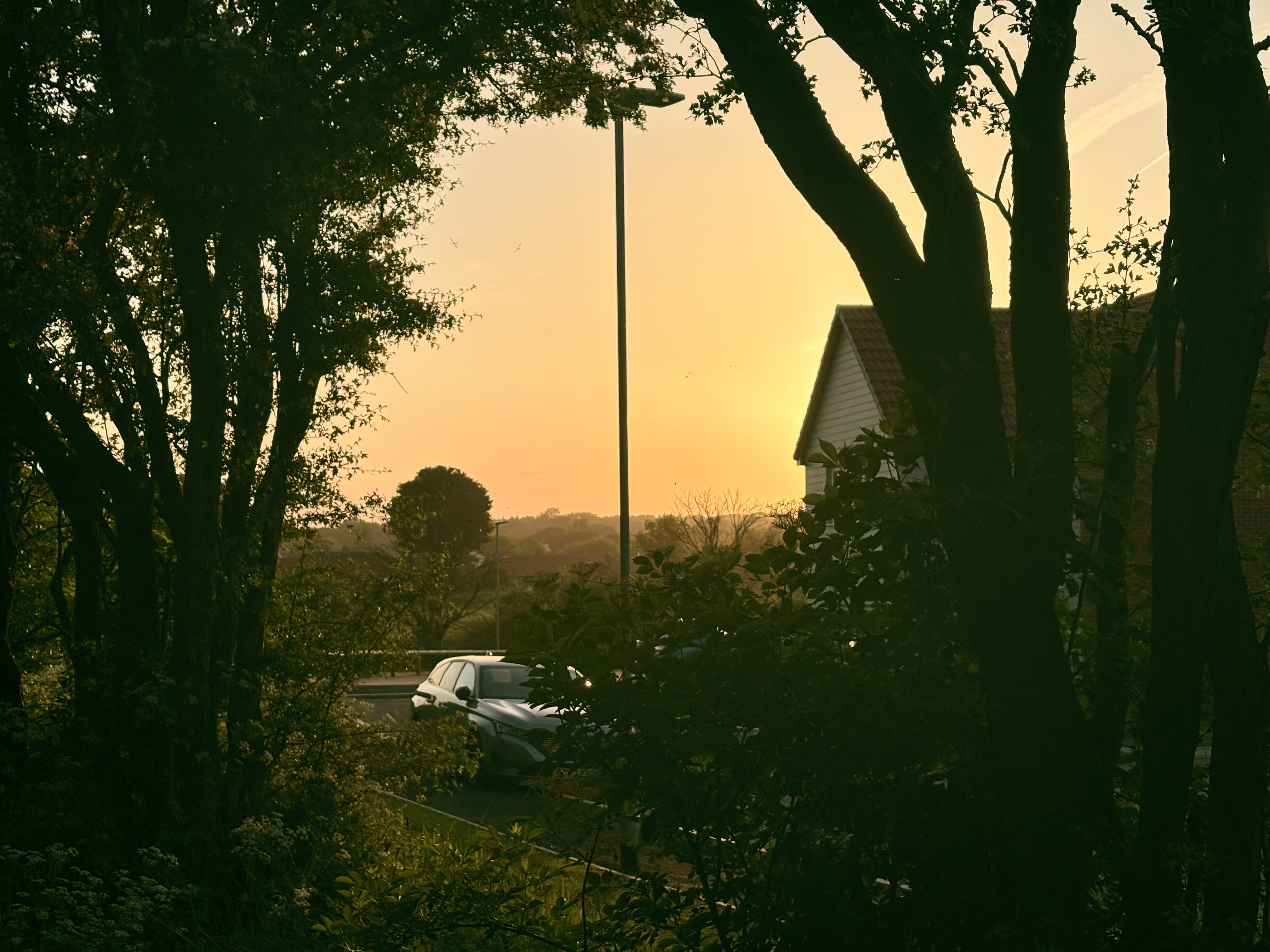 Sunset framed by hawthorns, looking out over a car and a sidewalk and the edge of a house