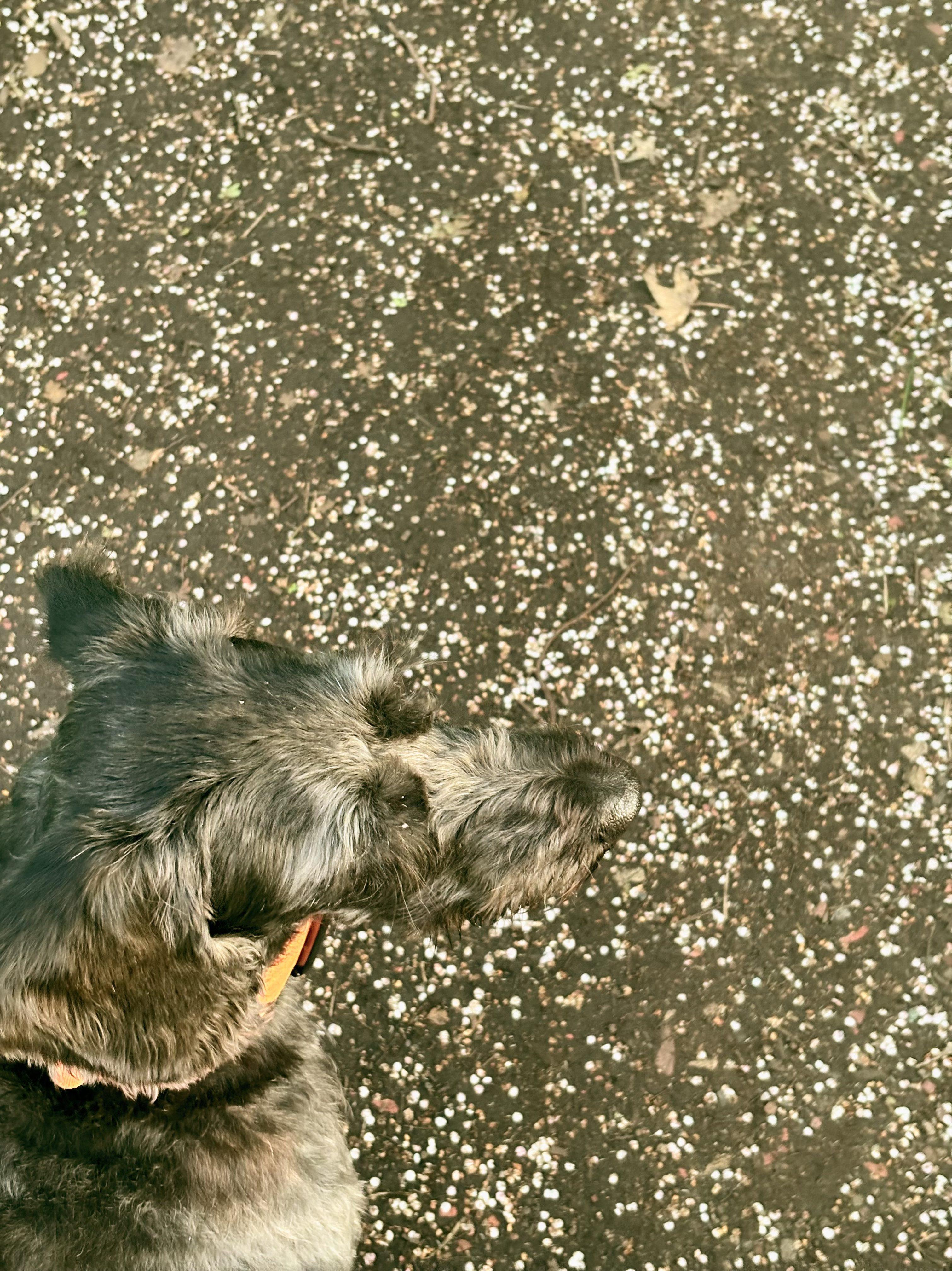 A top-down shot of a black dog's head and a bunch of tiny white flower petals on a dirt track.