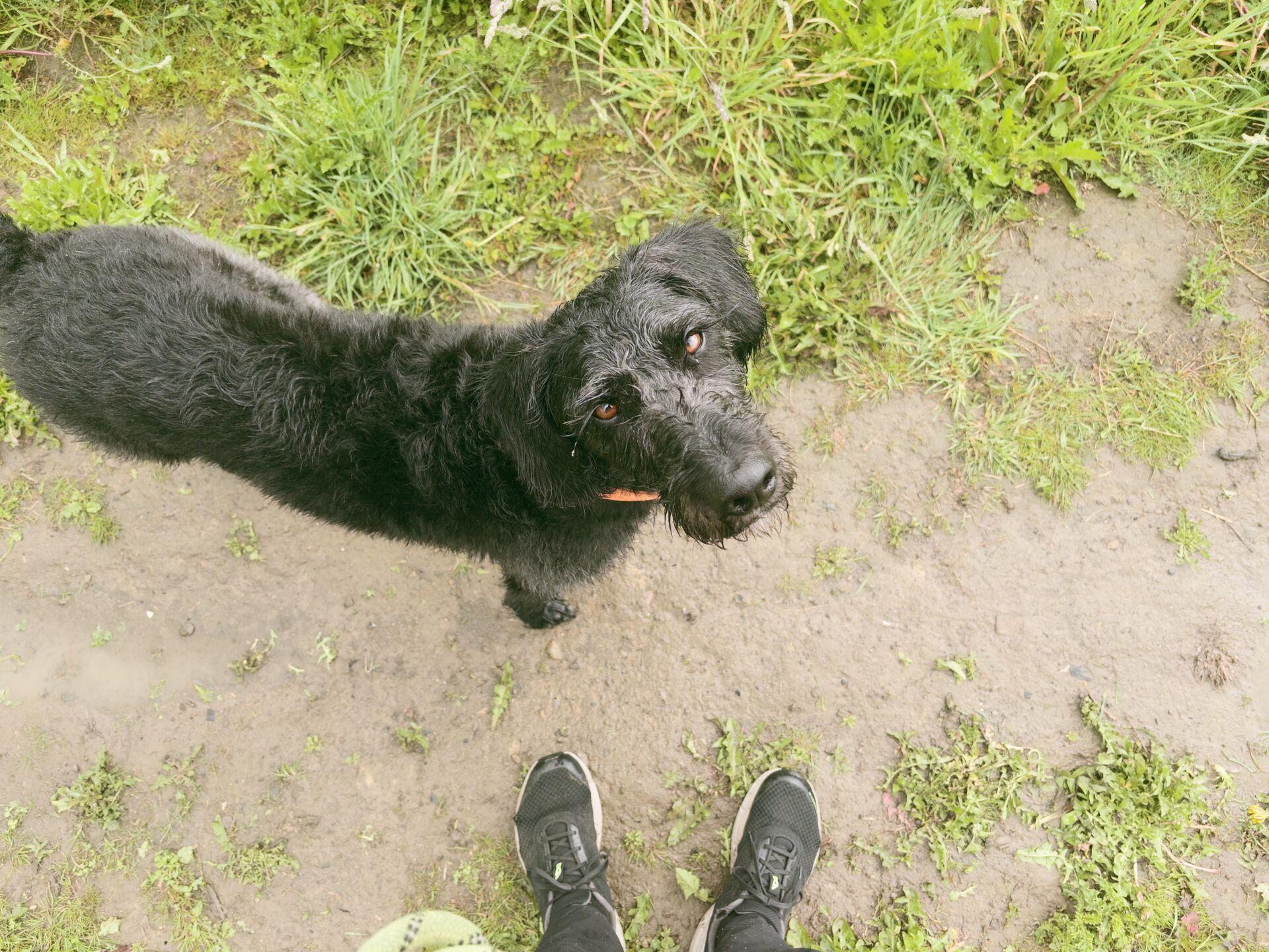 A wet black dog with an orange collar looks up at the camera from a muddy path.
