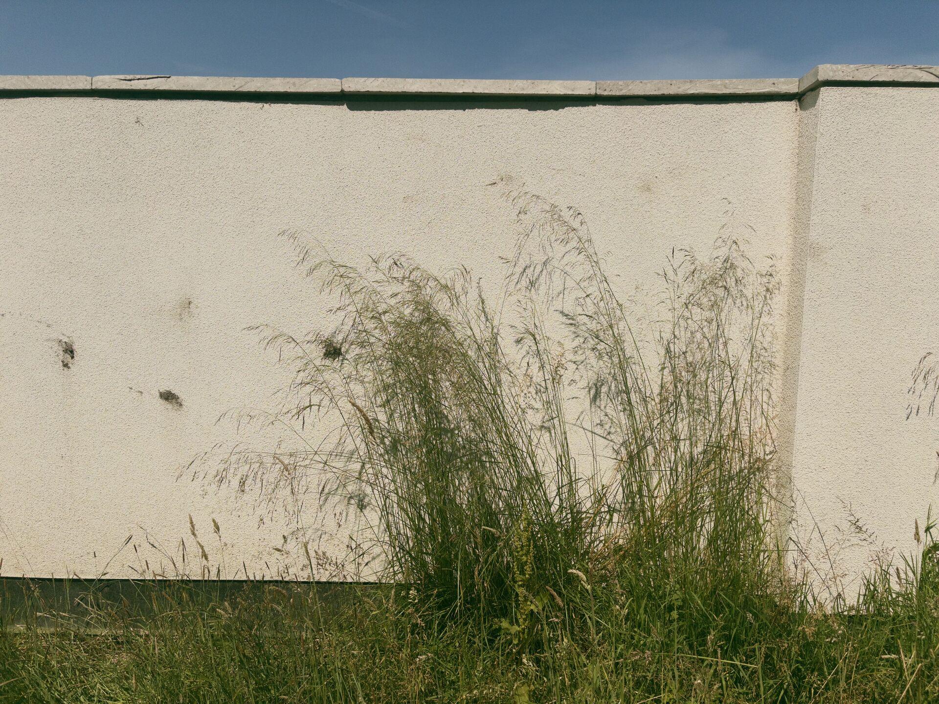 Tall wild grasses growing against the base of a rendered concrete wall, with a strip of blue sky visible above.
