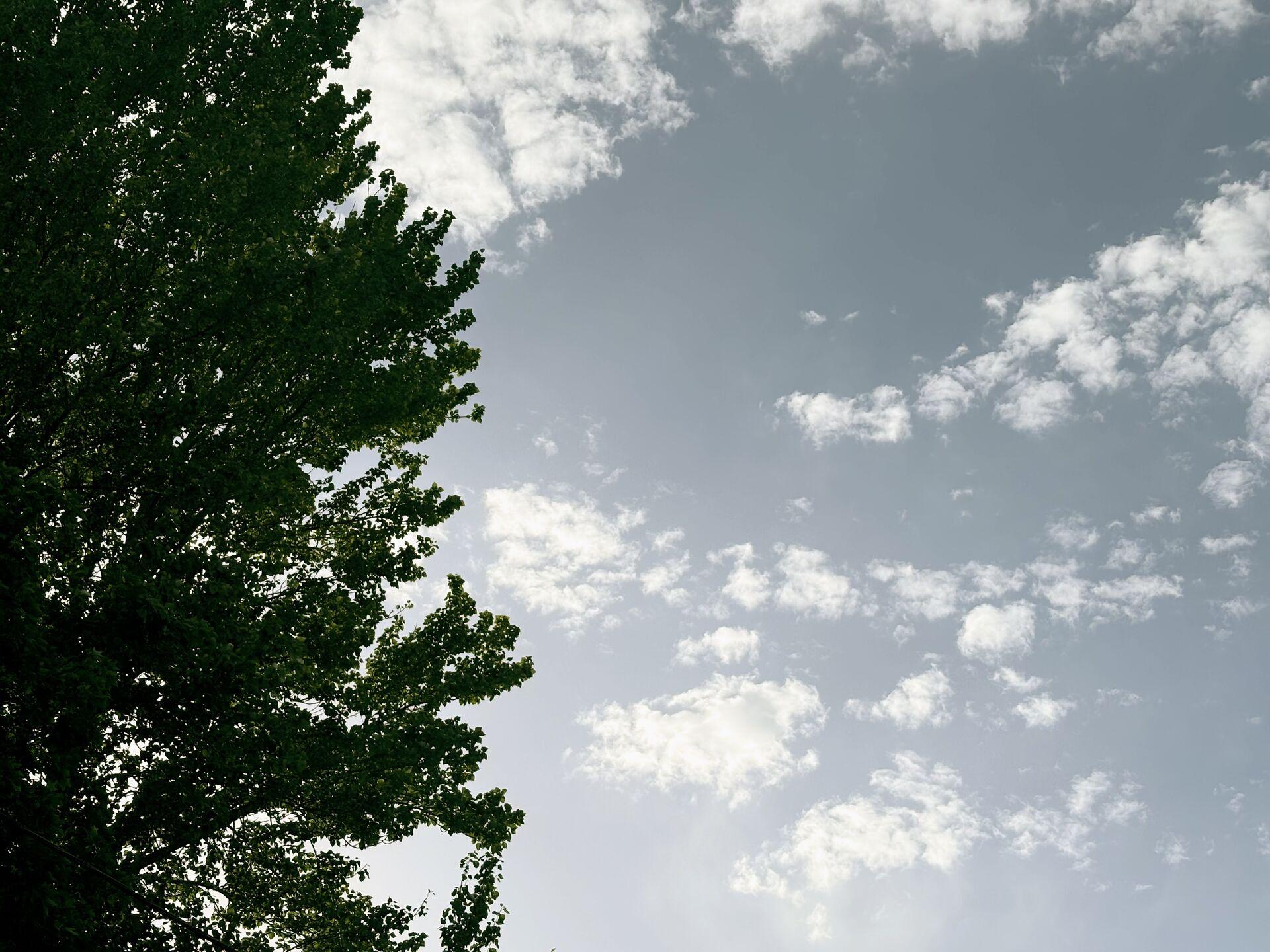 The upper canopy of a leafy tree silhouetted against a grey-blue sky with scattered white clouds.