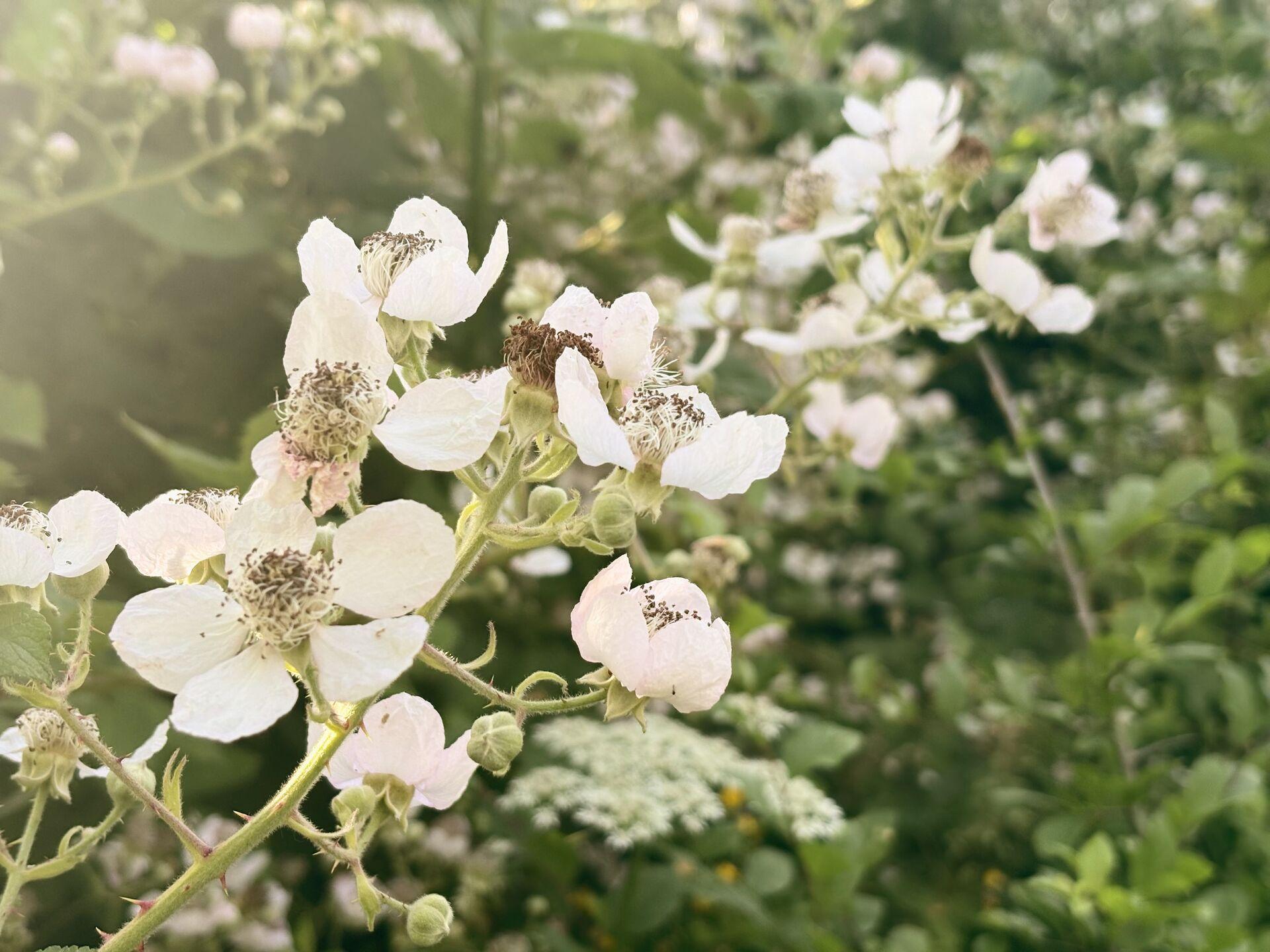 Close-up of bramble blossoms — clusters of white five-petalled flowers with dark stamens — against an out-of-focus green hedge background.