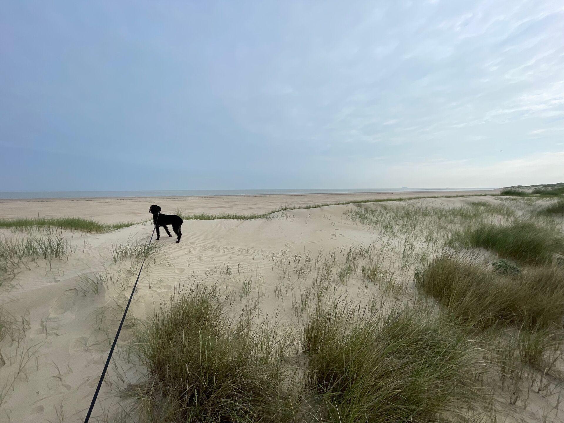 Ghyll standing out on the fine sands of the Calais beach, surrounding by beach grasses