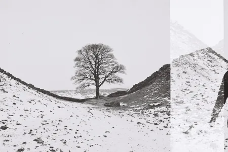 Black and white photo of a bare tree standing in a dip between two snow-covered slopes, with a stone wall running along the ridges. A vertical light leak crosses the right side of the frame.