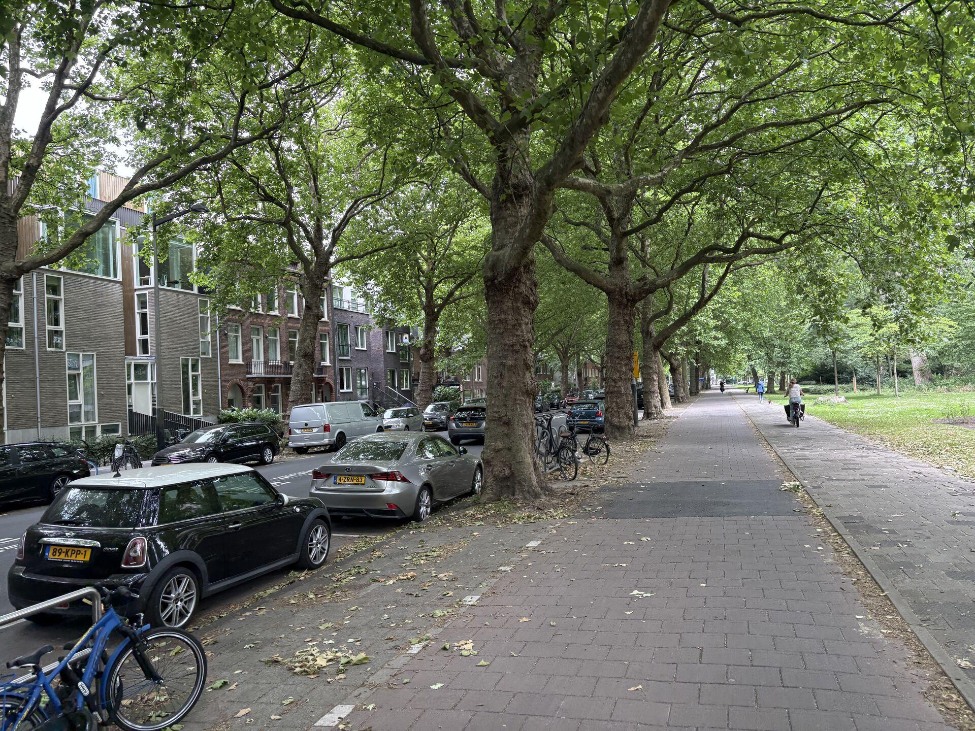 Tree-lined street with parked cars and bicycles on the left, a wide paved sidewalk with a cyclist, and green grass with scattered trees on the right under an overcast sky.