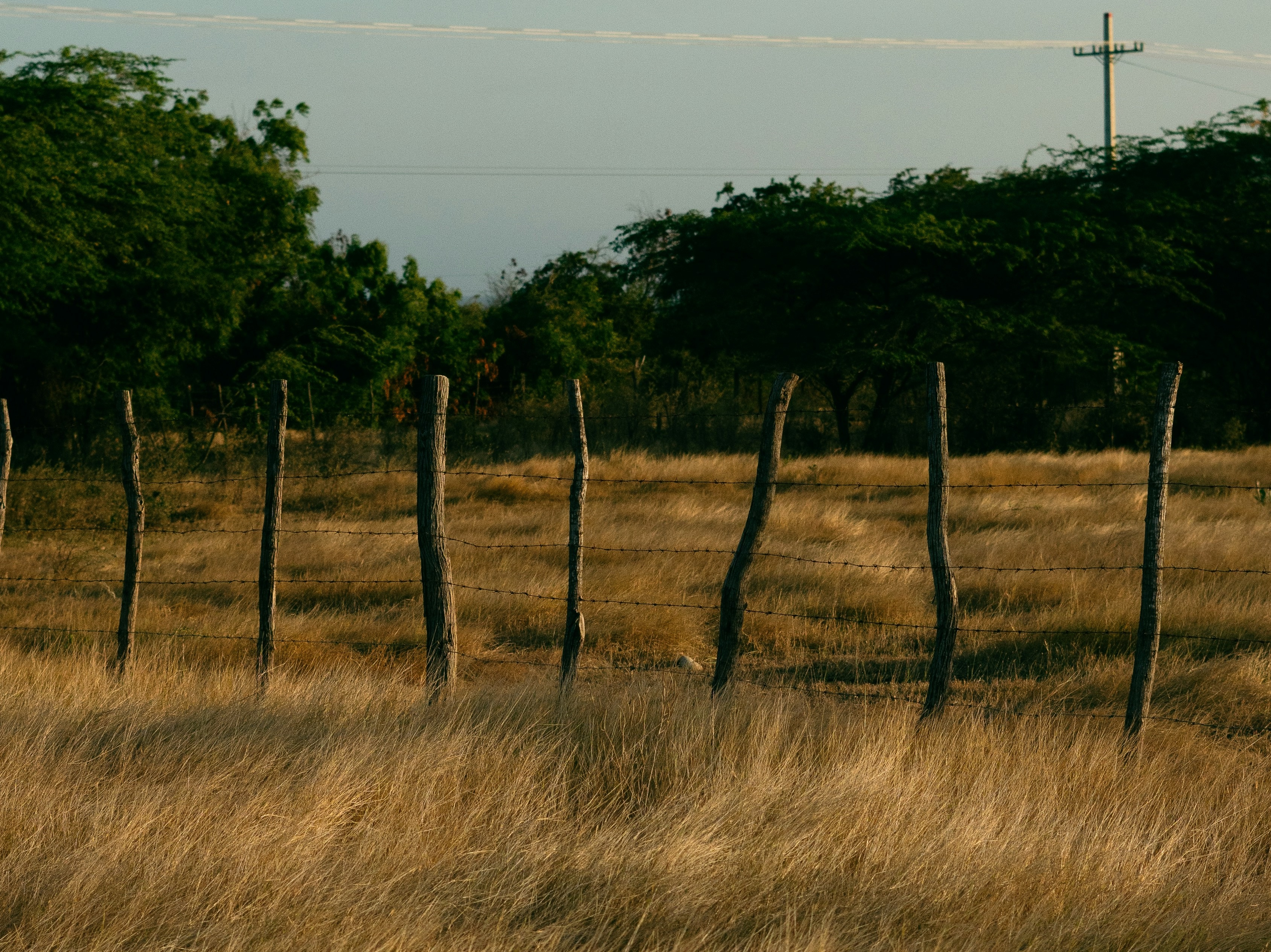 A row of gnarled branches with wire between them, forming a rough fence, in front of some low trees and a telegraph line in the background.
