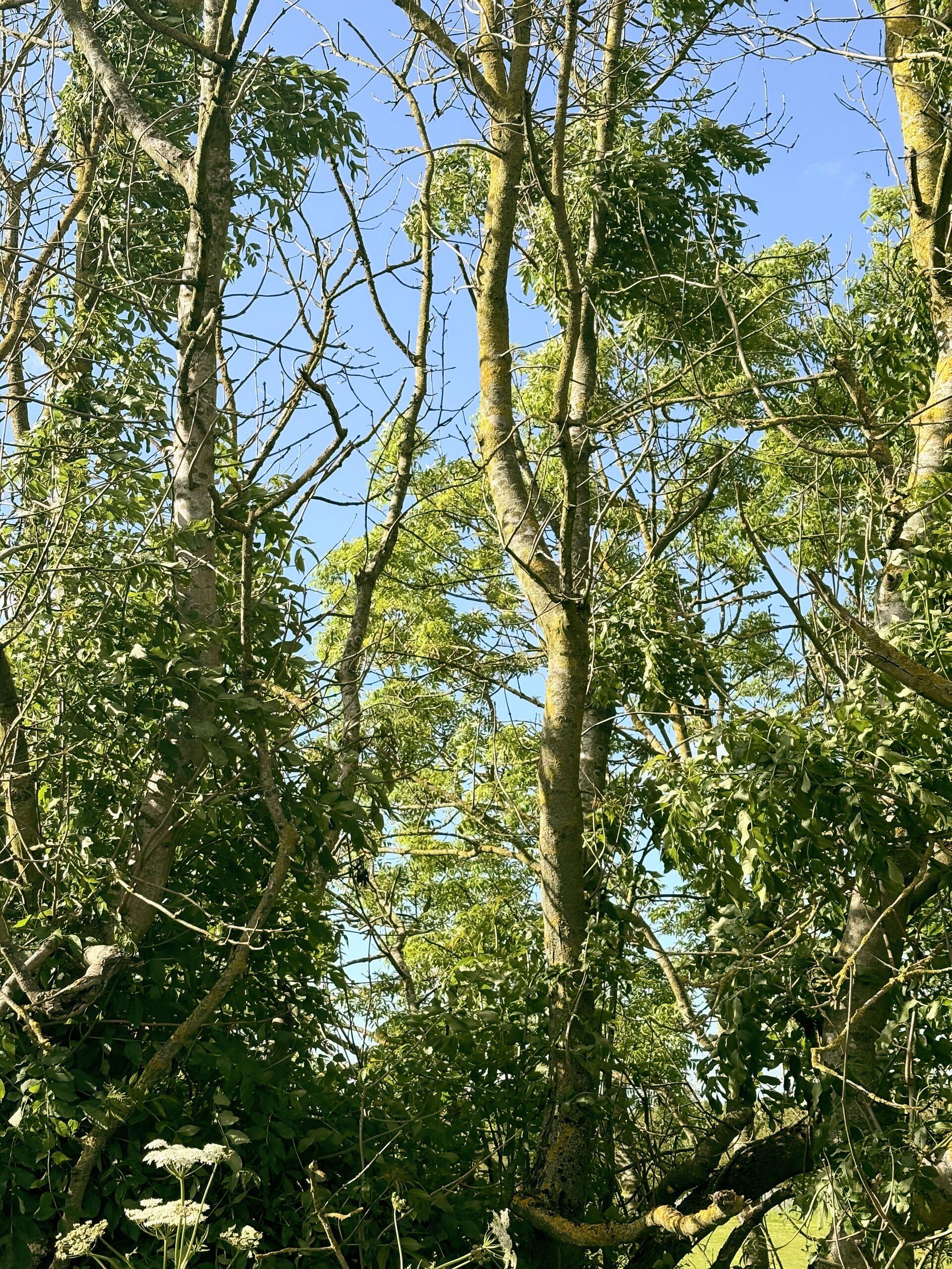 Ash trees with sparse canopies and pale trunks seen from below against a blue sky.