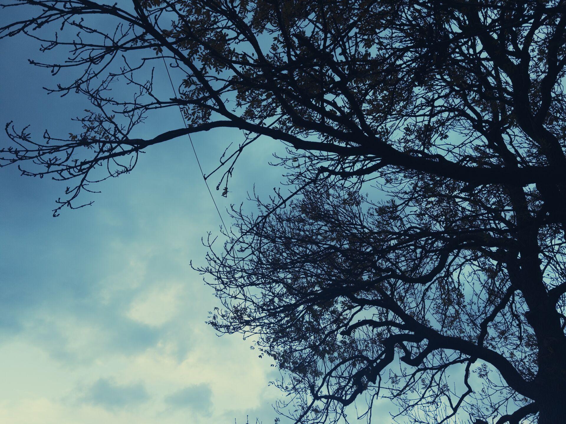 A darkening sky viewed through the silhouetted branches of a gnarled tree with no leaves