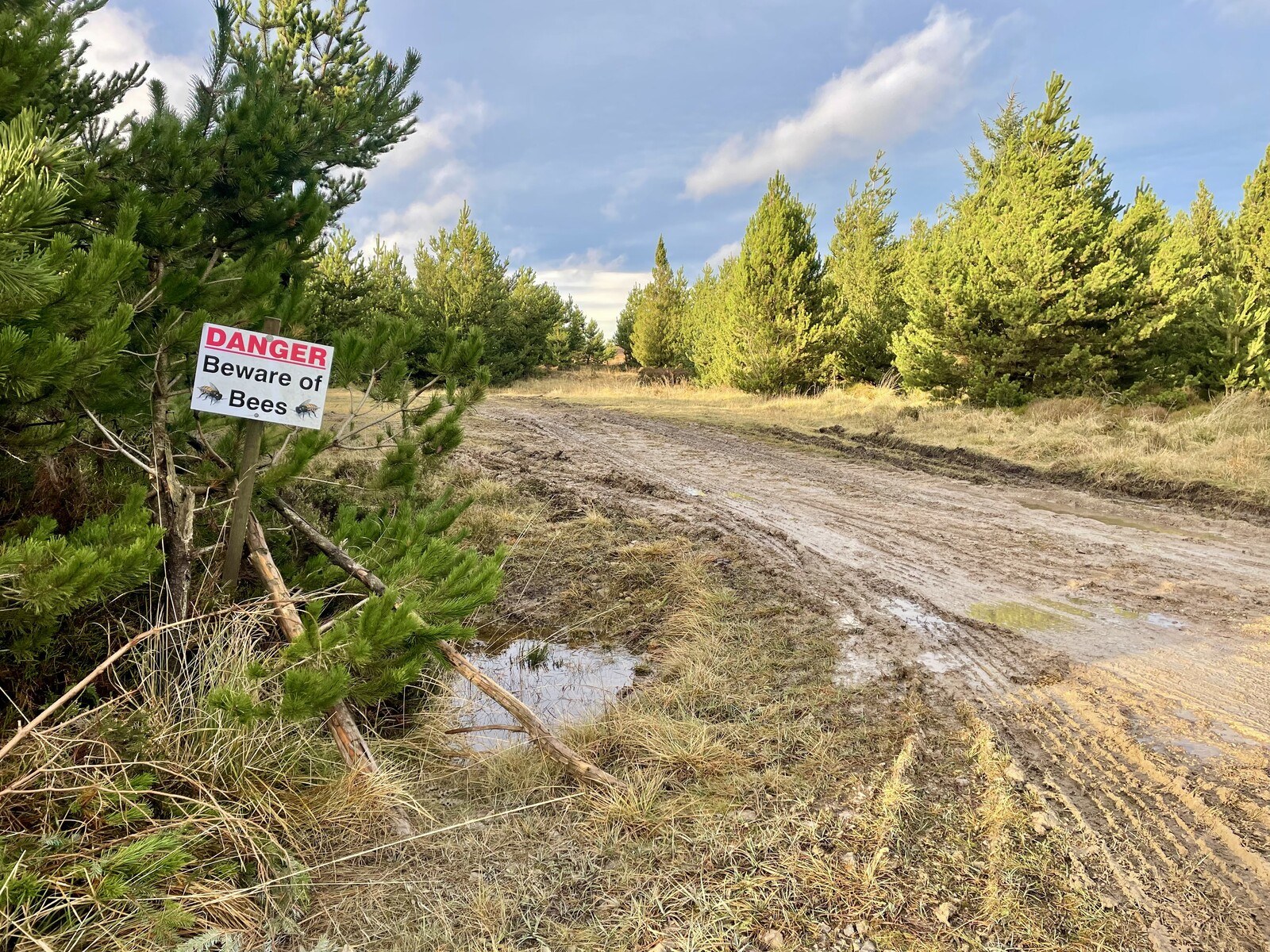 A sign reading "Danger Beware of Bees" nailed to a young evergreen tree by a muddy forestry track