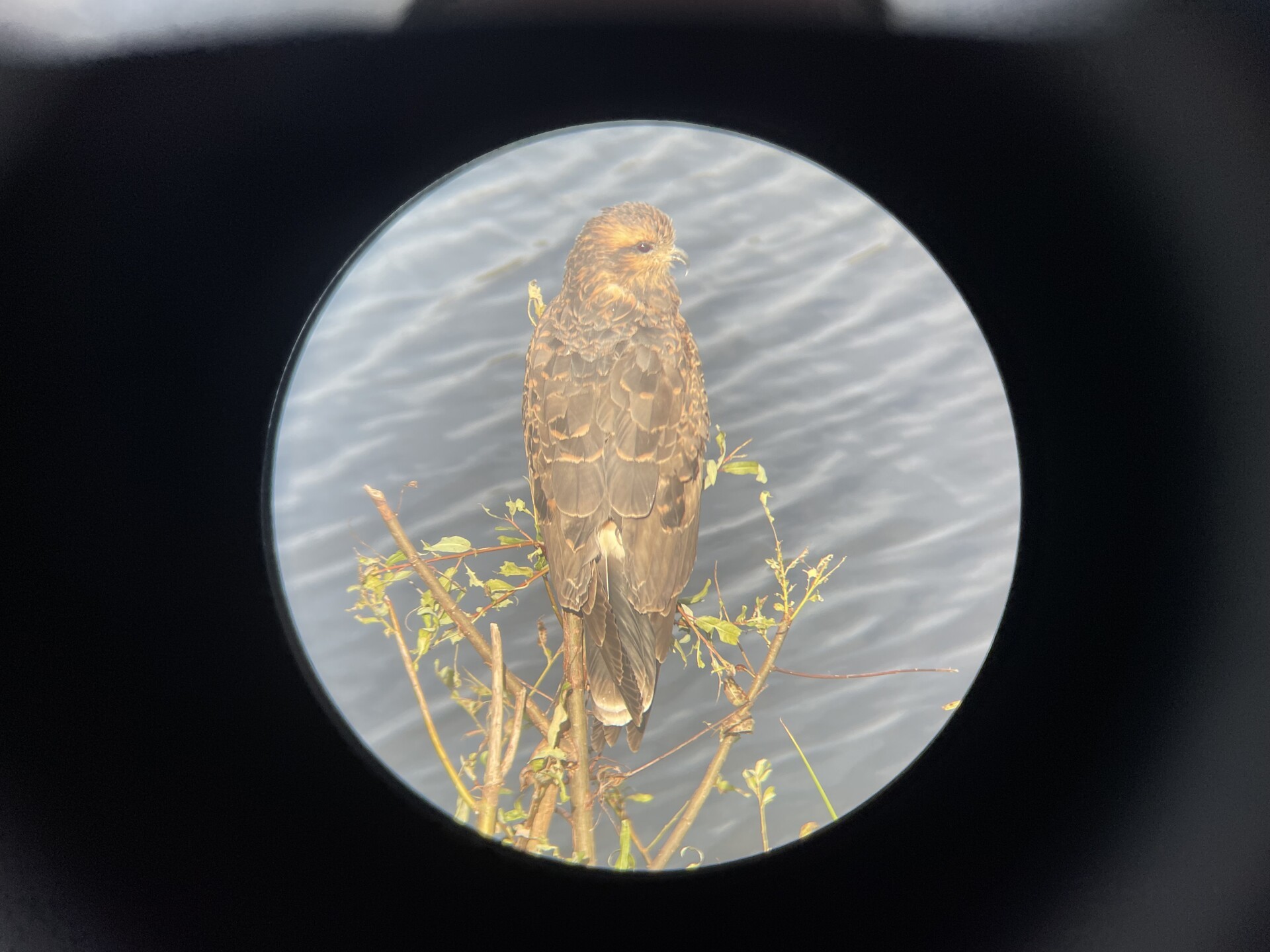 A bird of prey as seen through one of the lenses of a pair of binoculars