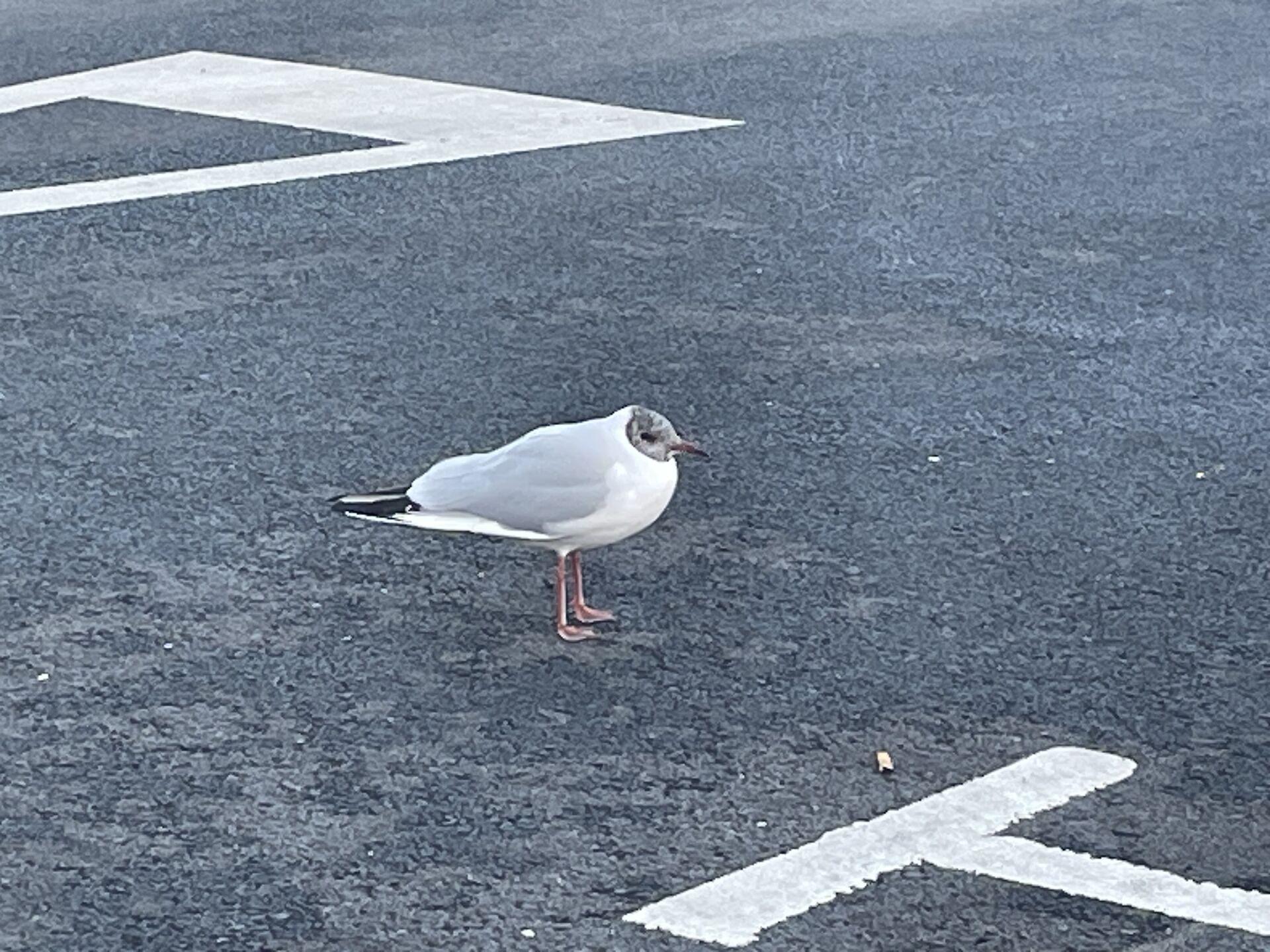 A black-headed gull standing in a parking lot, looking cold