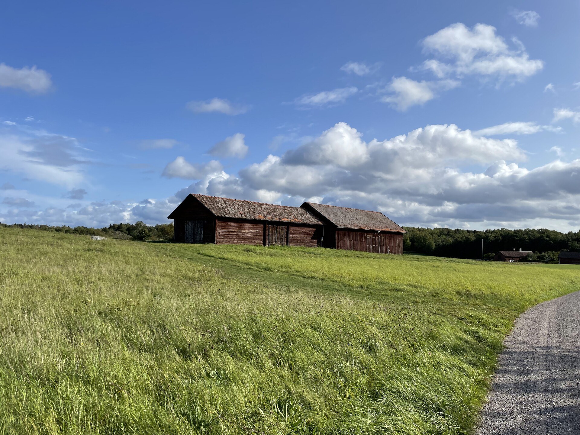 An old red barn standing in a field of tall grass