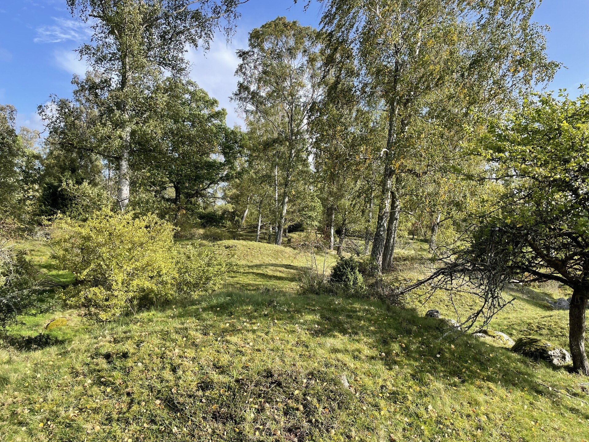 A typical Swedish forest with burial mounds scattered between the trees