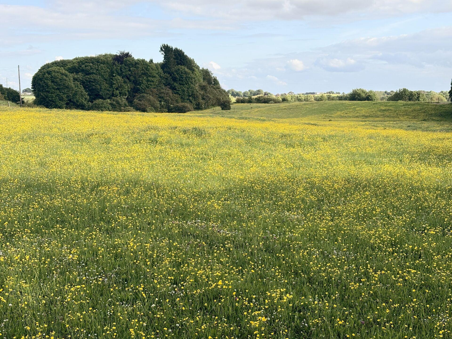 A wide meadow of yellow buttercups with a cluster of trees on the horizon under a partly cloudy   sky.