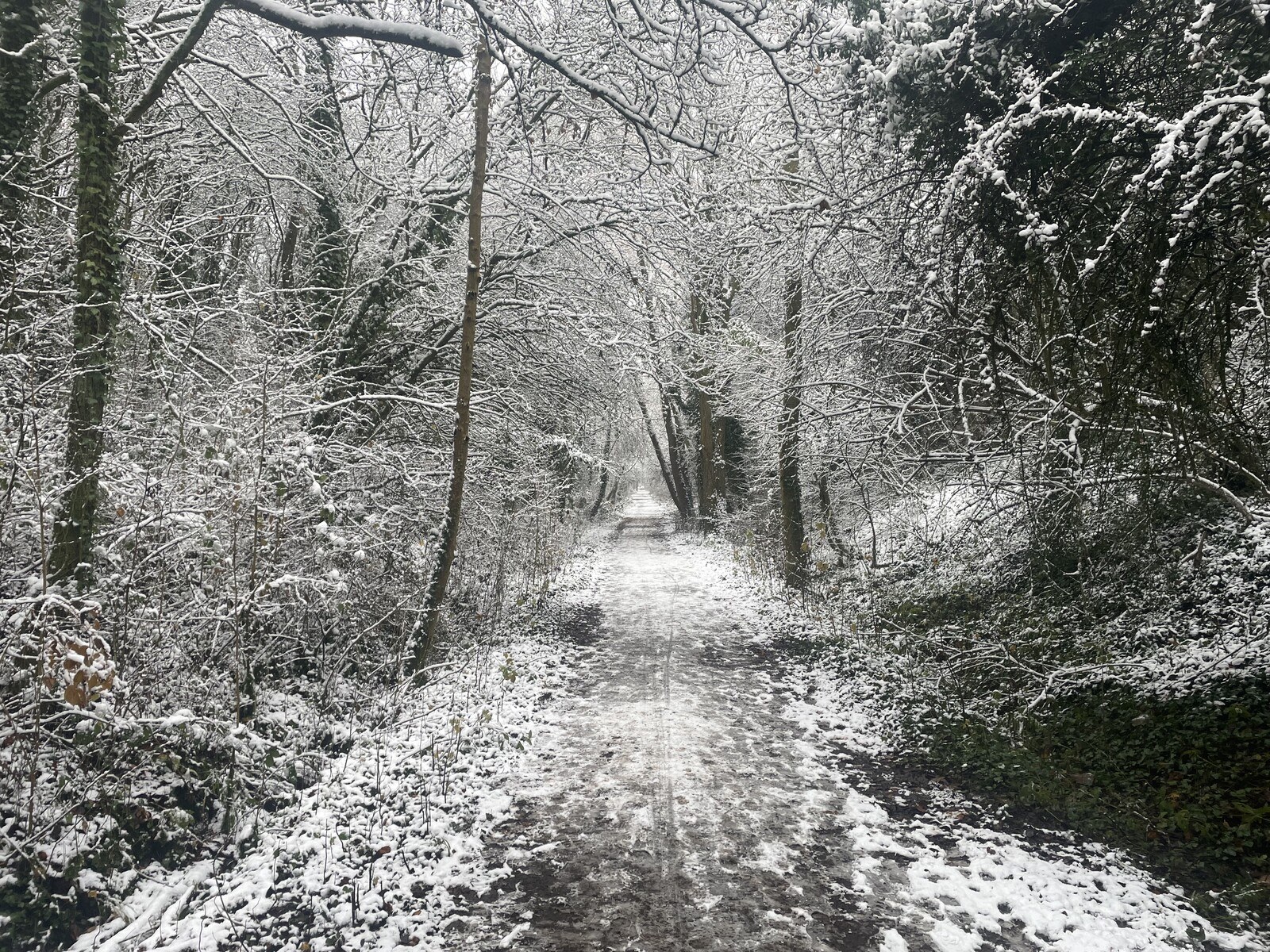 Looking down a stock-straight path with tall woods on either side