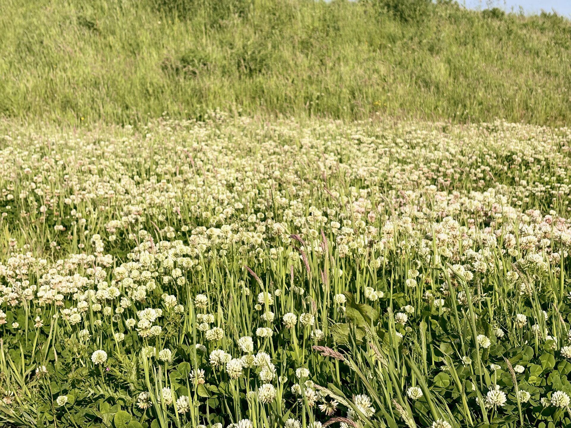 A dense patch of white clover flowers covering a grassy slope.