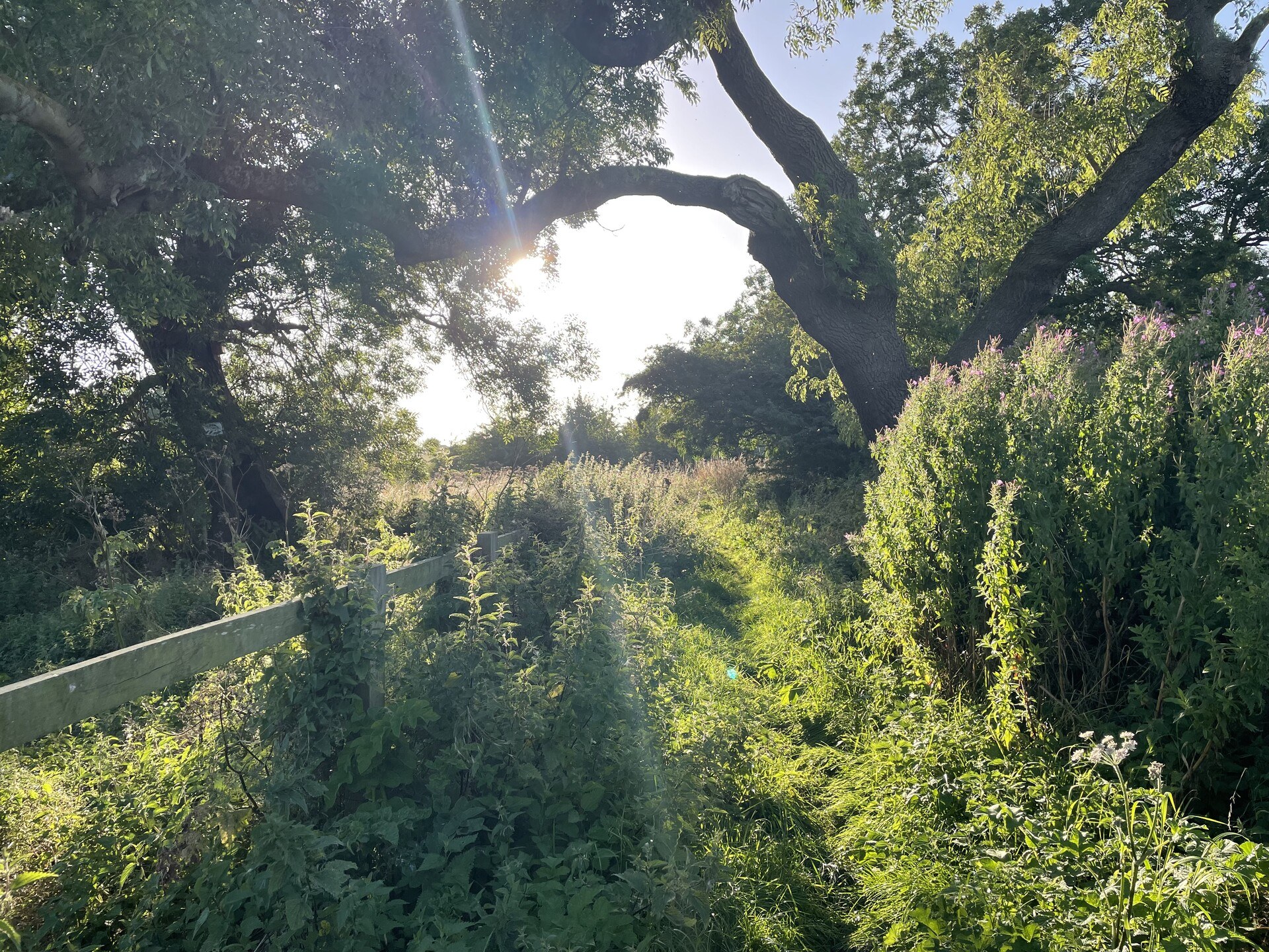 Sunset filtered through a tree, a grown-over path thick with weeds and bushes and nettles
