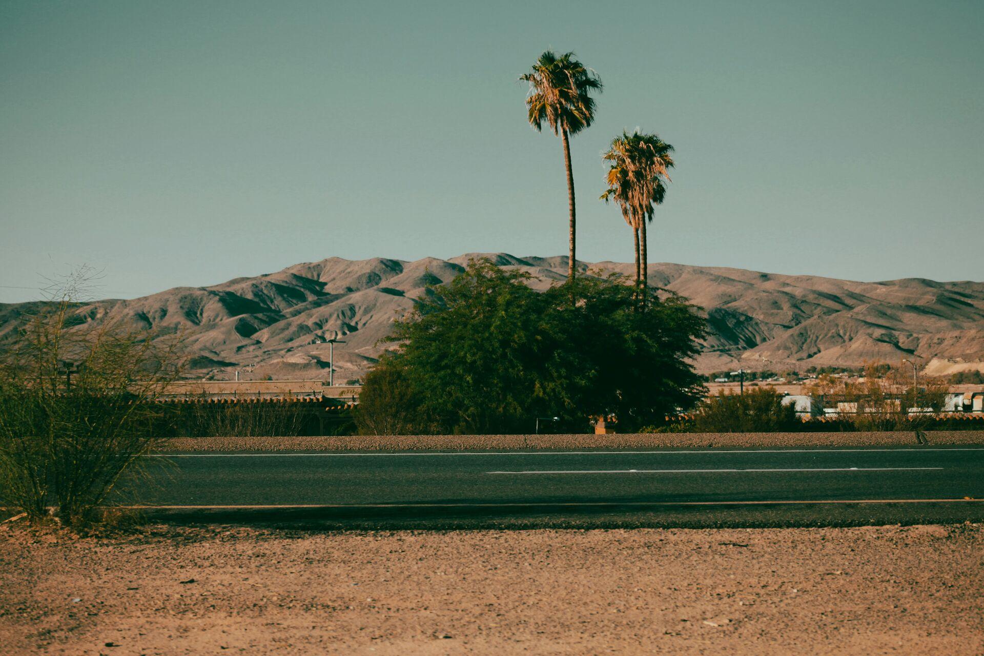 Looking across a highway in the desert, a low bush and three tall palm trees on the other side, and beyond some low hills rising in the distance