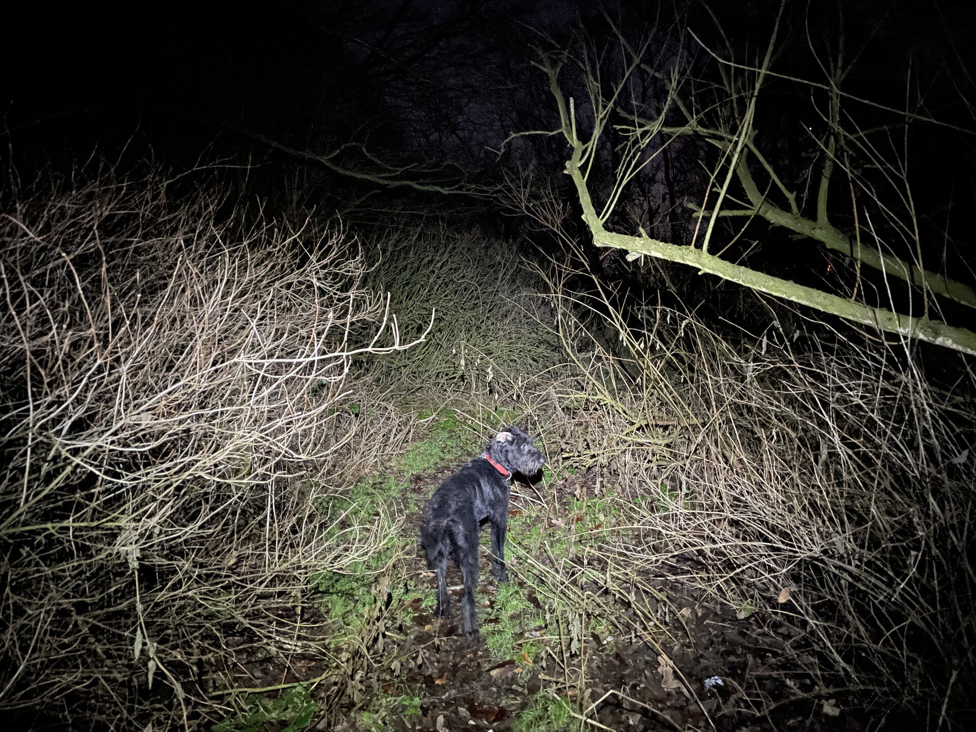 Ghyll on a dark path behind our houses in Wingate