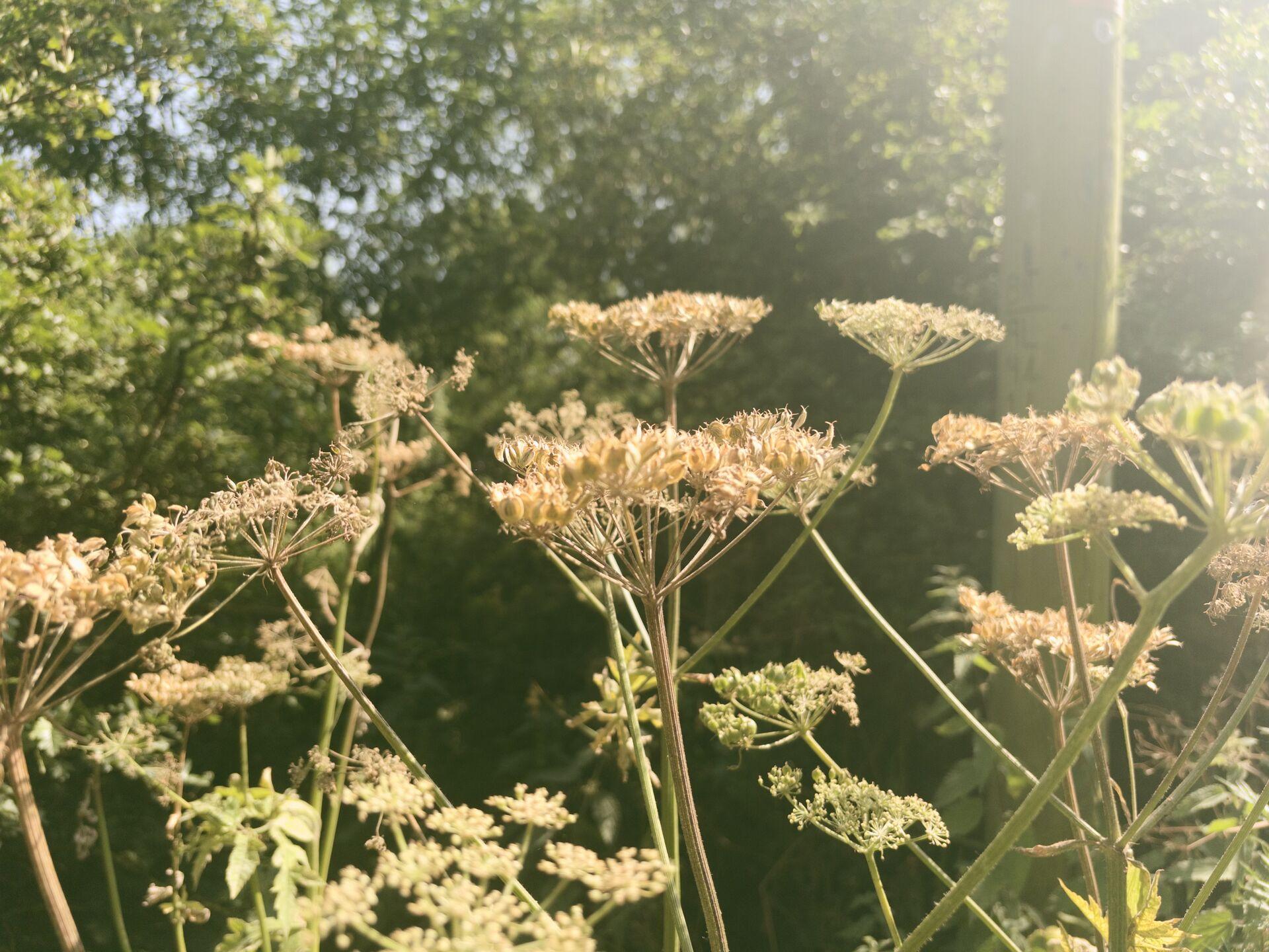 Backlit umbels of hogweed seed heads against dark green trees, with sunlight flaring in from the upper right.