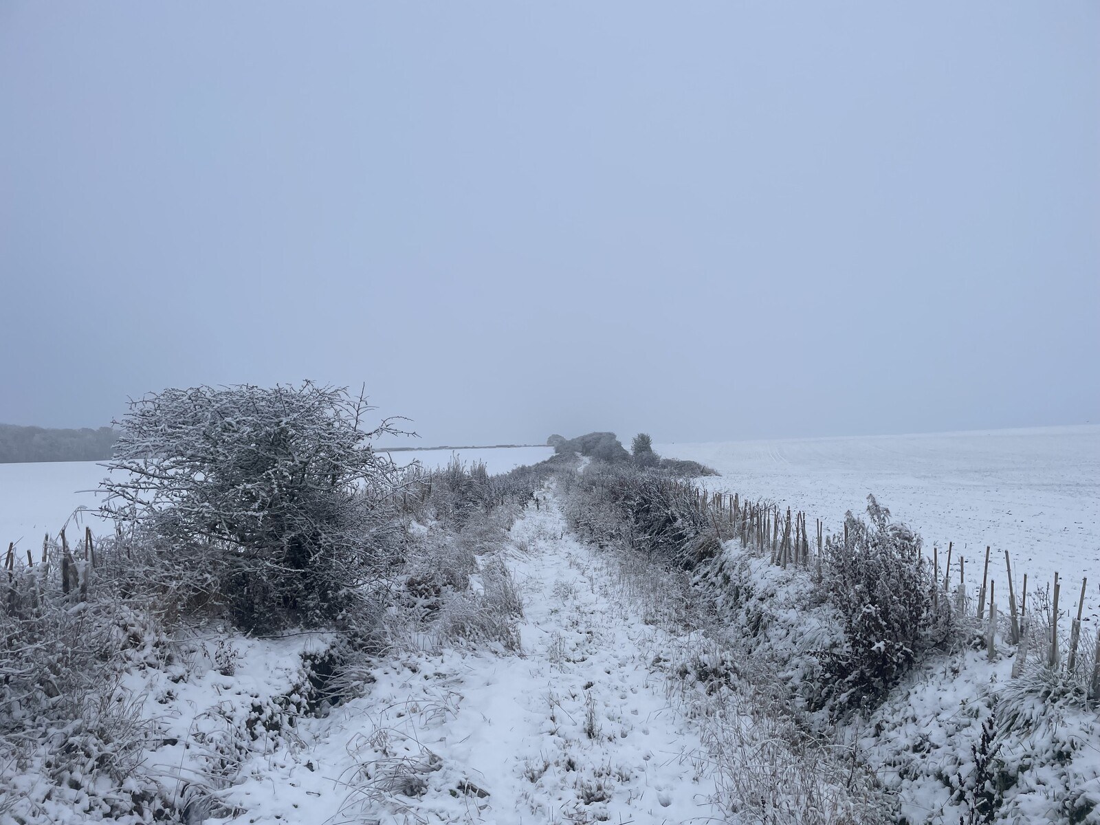 An overgrown path winding through snowy fields on both sides