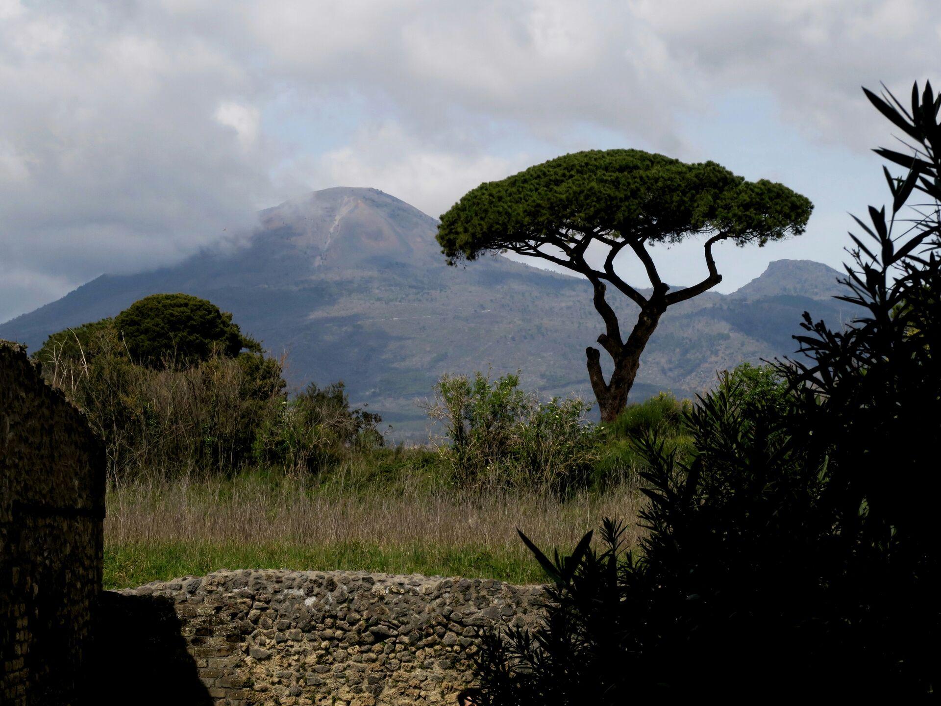 A lone tree standing near a stone wall with Vesuvius hazy in the background