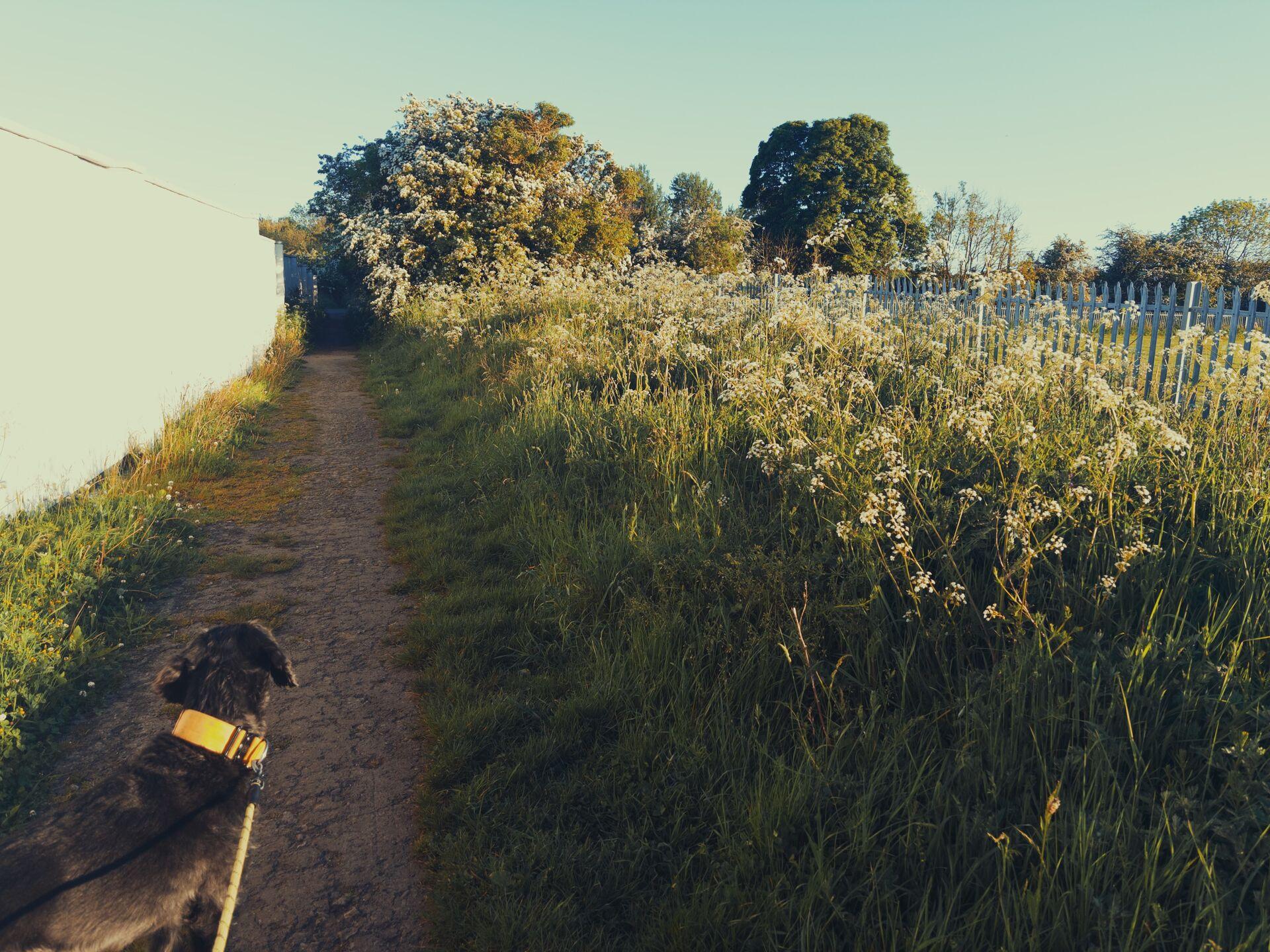 A dog looking forward down a narrow trail with a white wall on one side and a hedge of cow parsley and hawthorne on the other