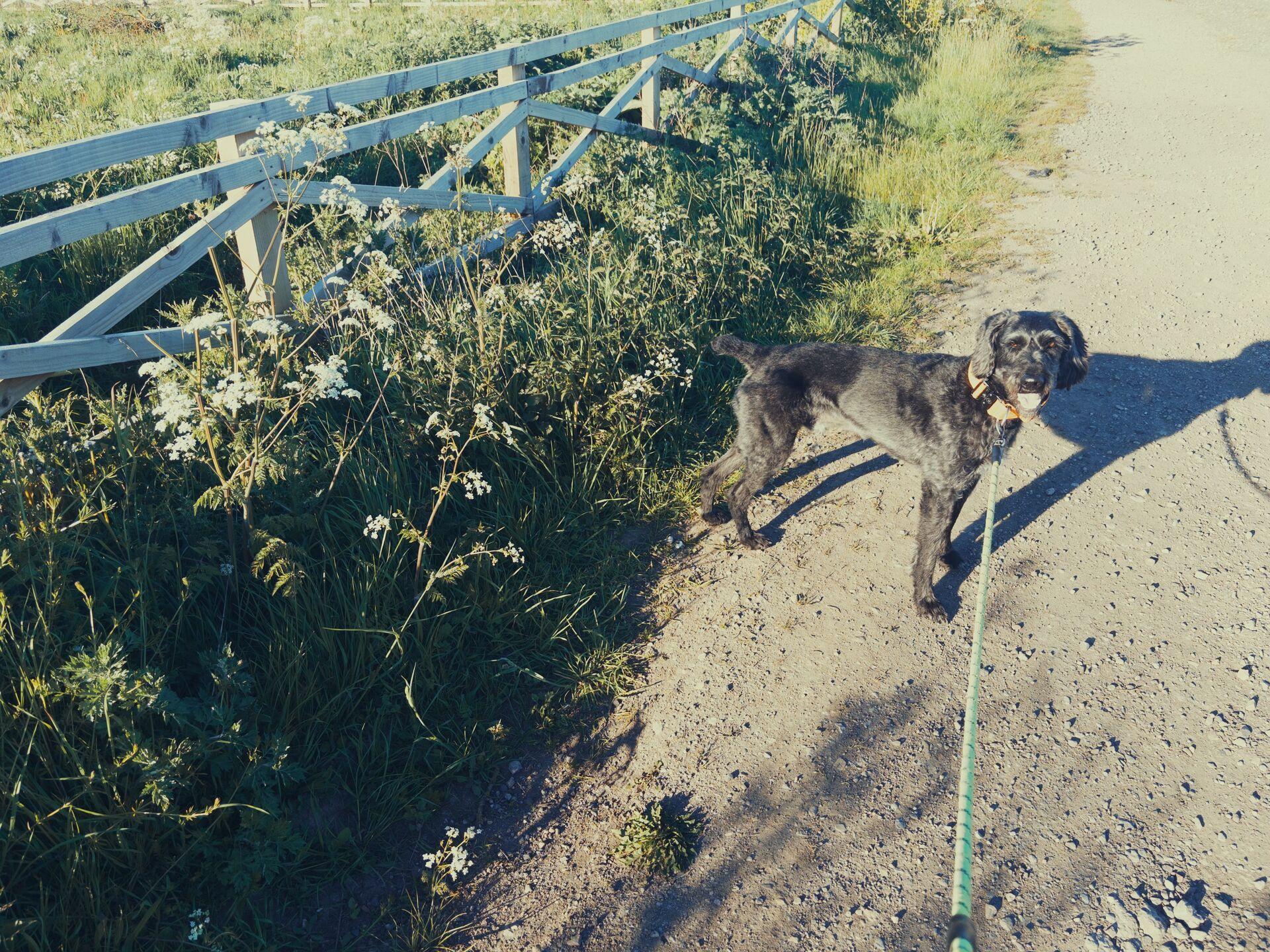 A dog standing next to a row of cow parsley by a fence, on a gravel road