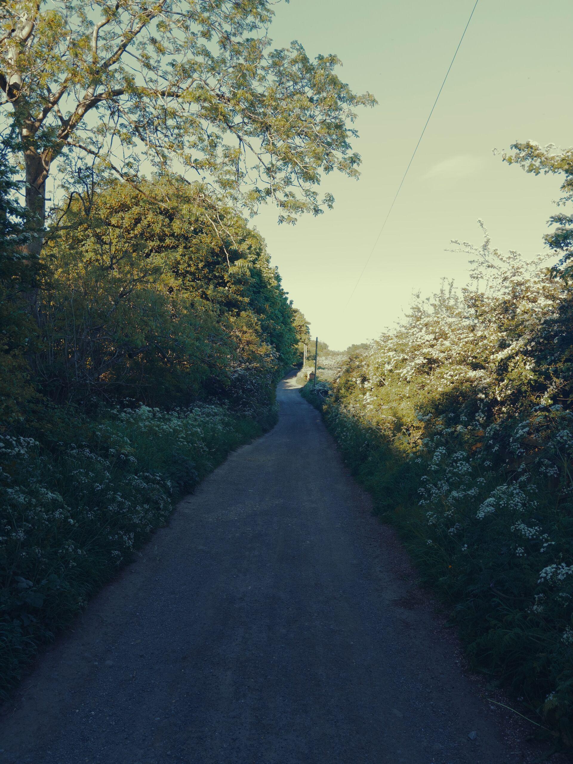 A gravel track in shadow, winding between flowering cow parsley and tall green trees