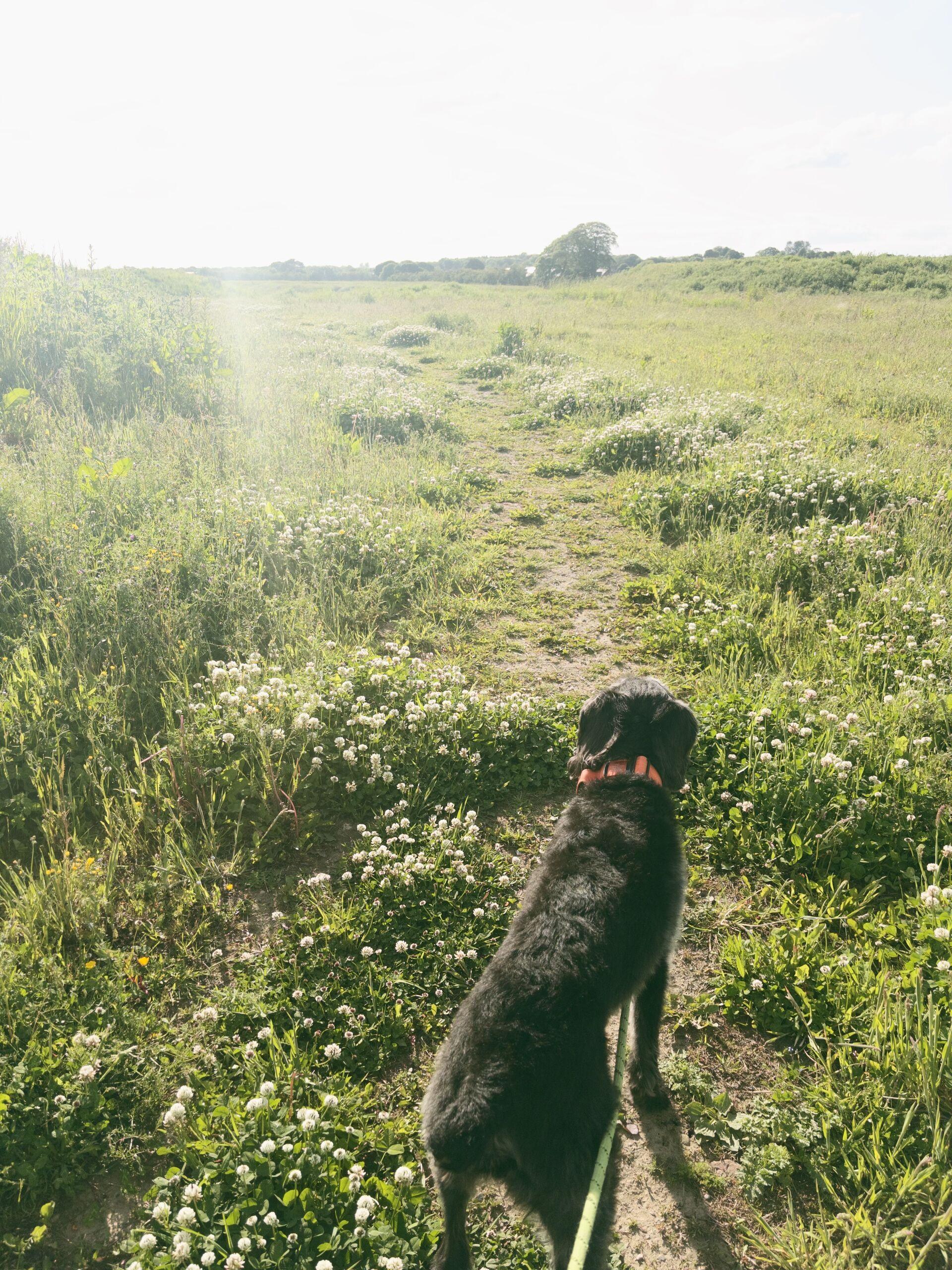 A dark-coated dog on a lead looks down a sunlit grass path lined with white clover in an open   field