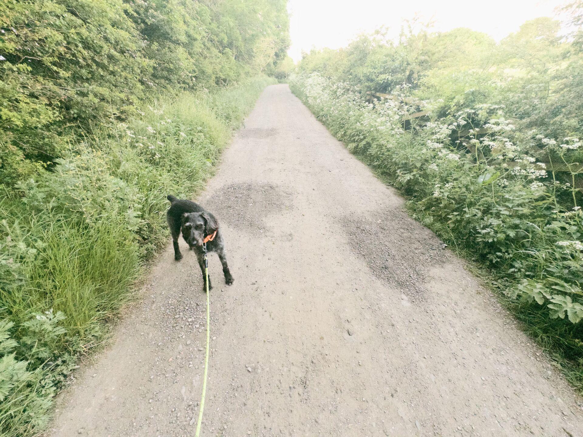 A black dog on a lead walking along a gravel path lined with lush green hedgerows and cow   parsley.