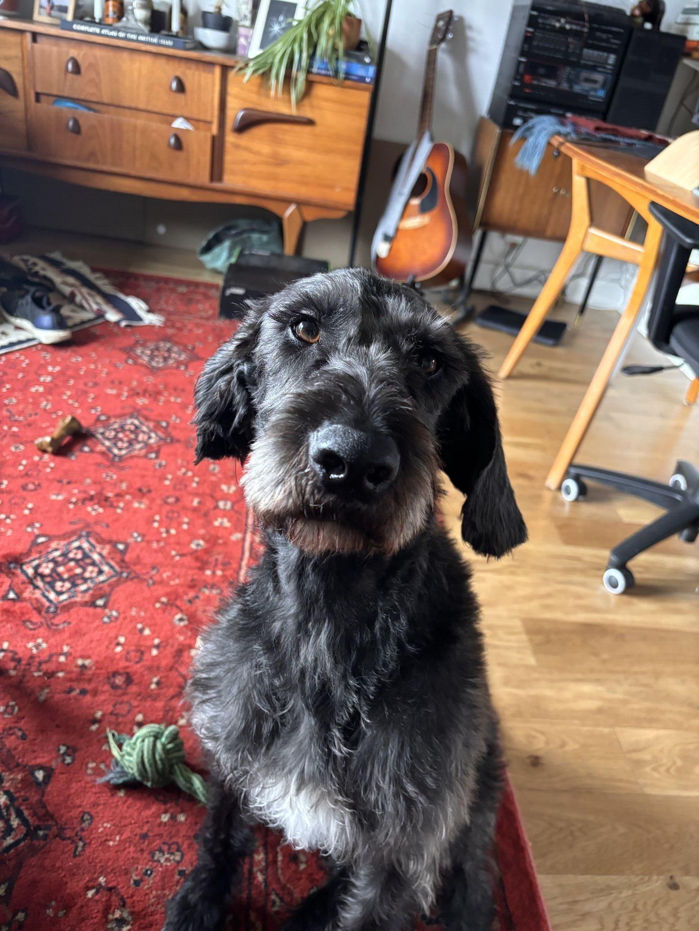 A picture of a scruffy-looking black dog sitting on a red turkish-style rug on a hardwood floor in someone's living room. My living room.