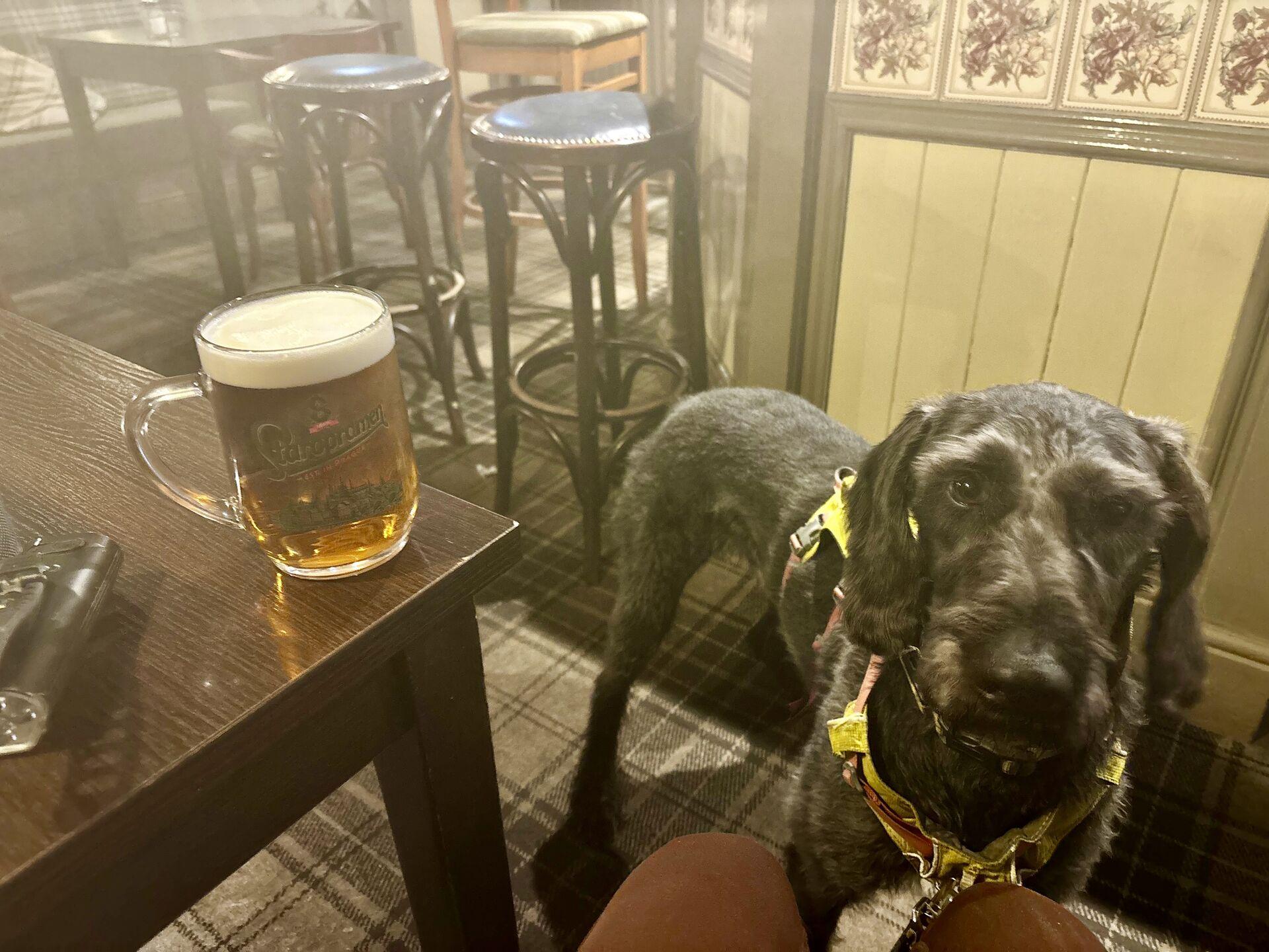 A black dog standing next to a table on which sits a pint of pale ale in a traditional pub