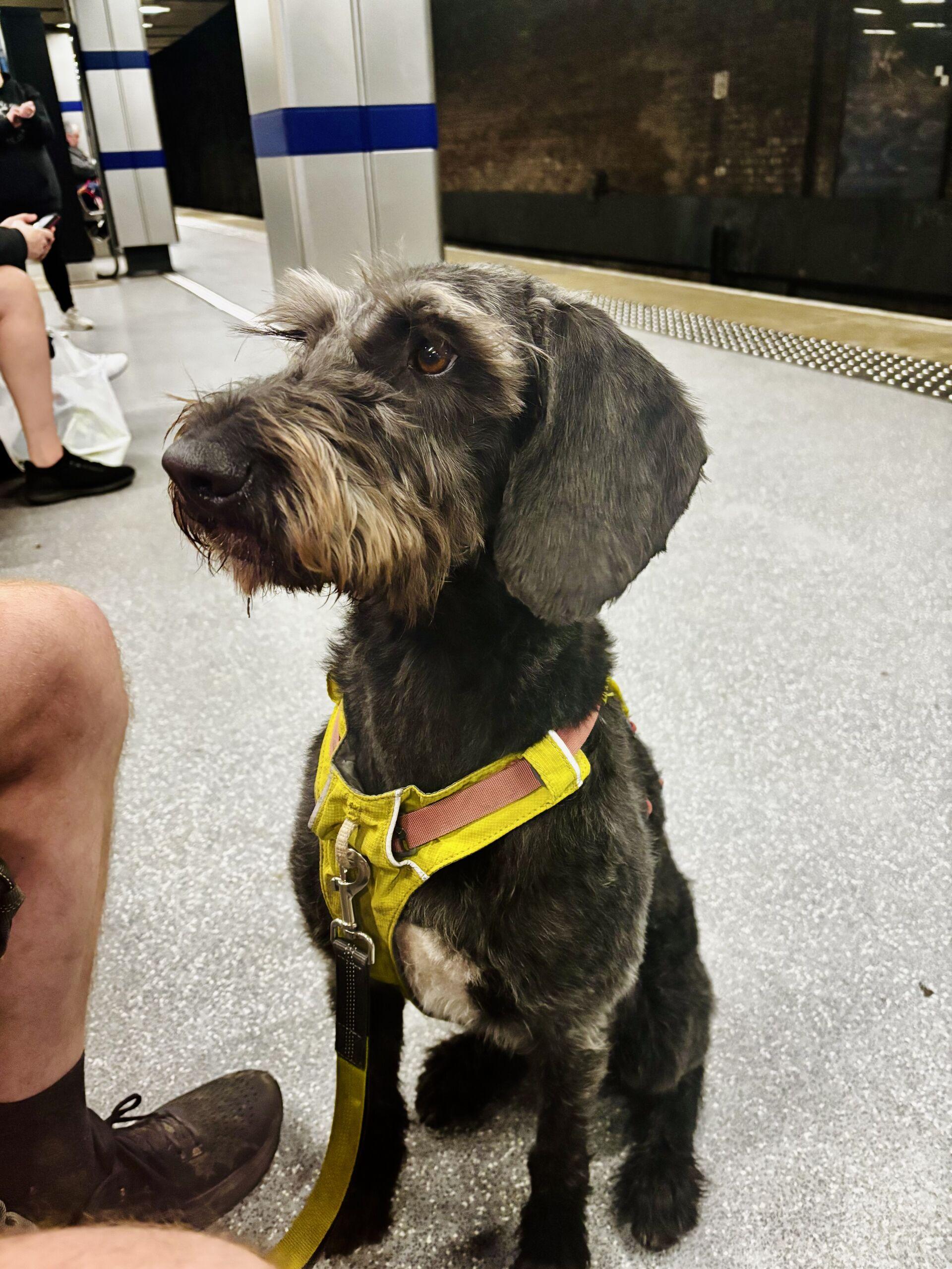 A black and gray dog with a scruffy coat sits on a train platform, wearing a bright yellow harness. People can be seen in the background, waiting.