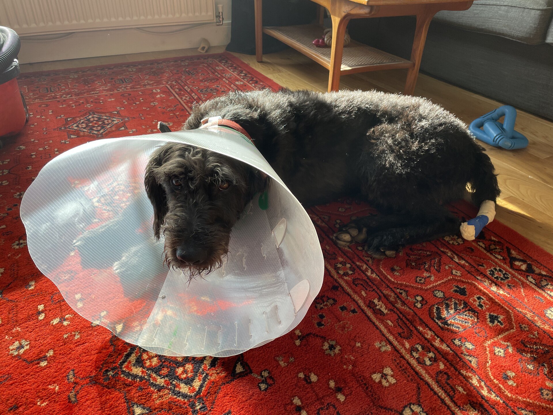 Ghyll with a cone on his head and a bandage on his tail, doing his best to look sorry for himself