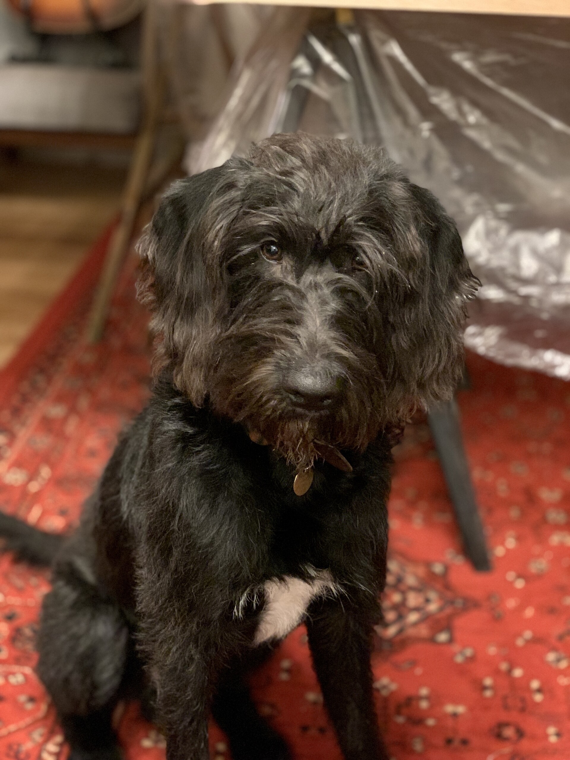 A photo of Ghyll, a little pointer-poodle mix, taken in Portrait Mode on an iPhone