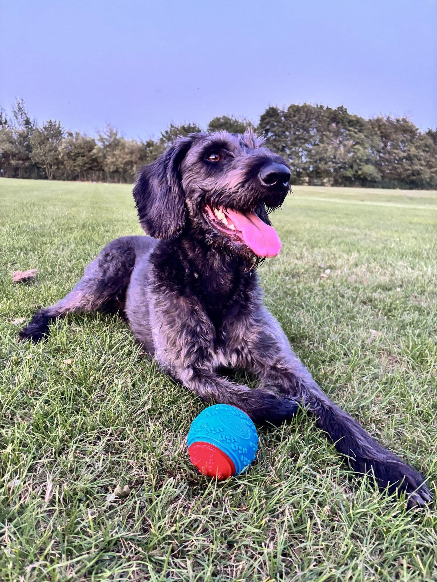 A black dog lying on the grass with his tongue lolling out, with some trees lining the far end of the field