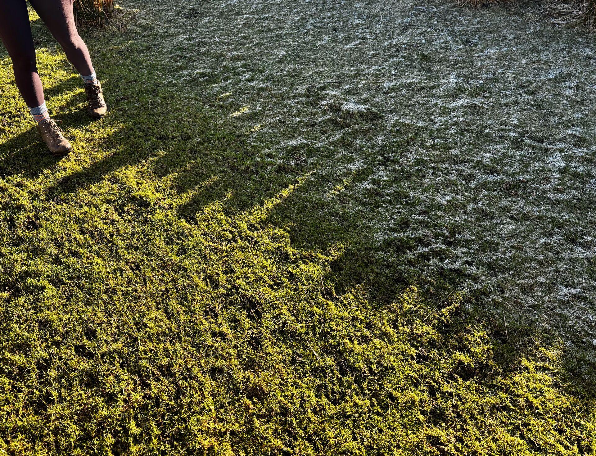 Green grass, with a shadow falling across half of the frame and frost on the grass in the shadowy part