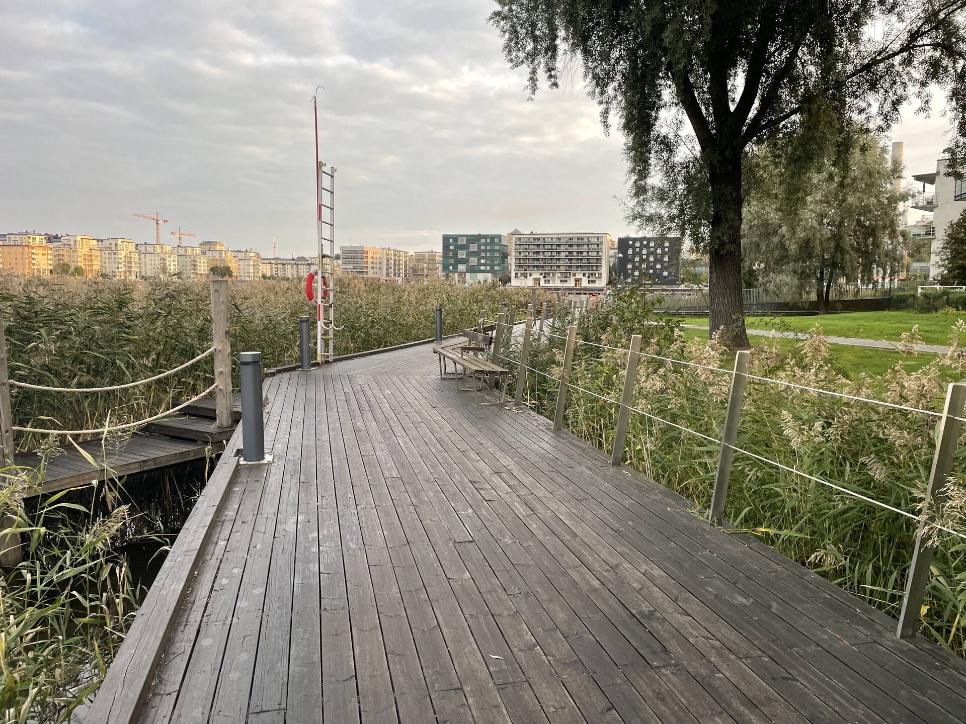 A boardwalk winding between reeds and lawns, with midrise apartments on the far shore of the lake in the background