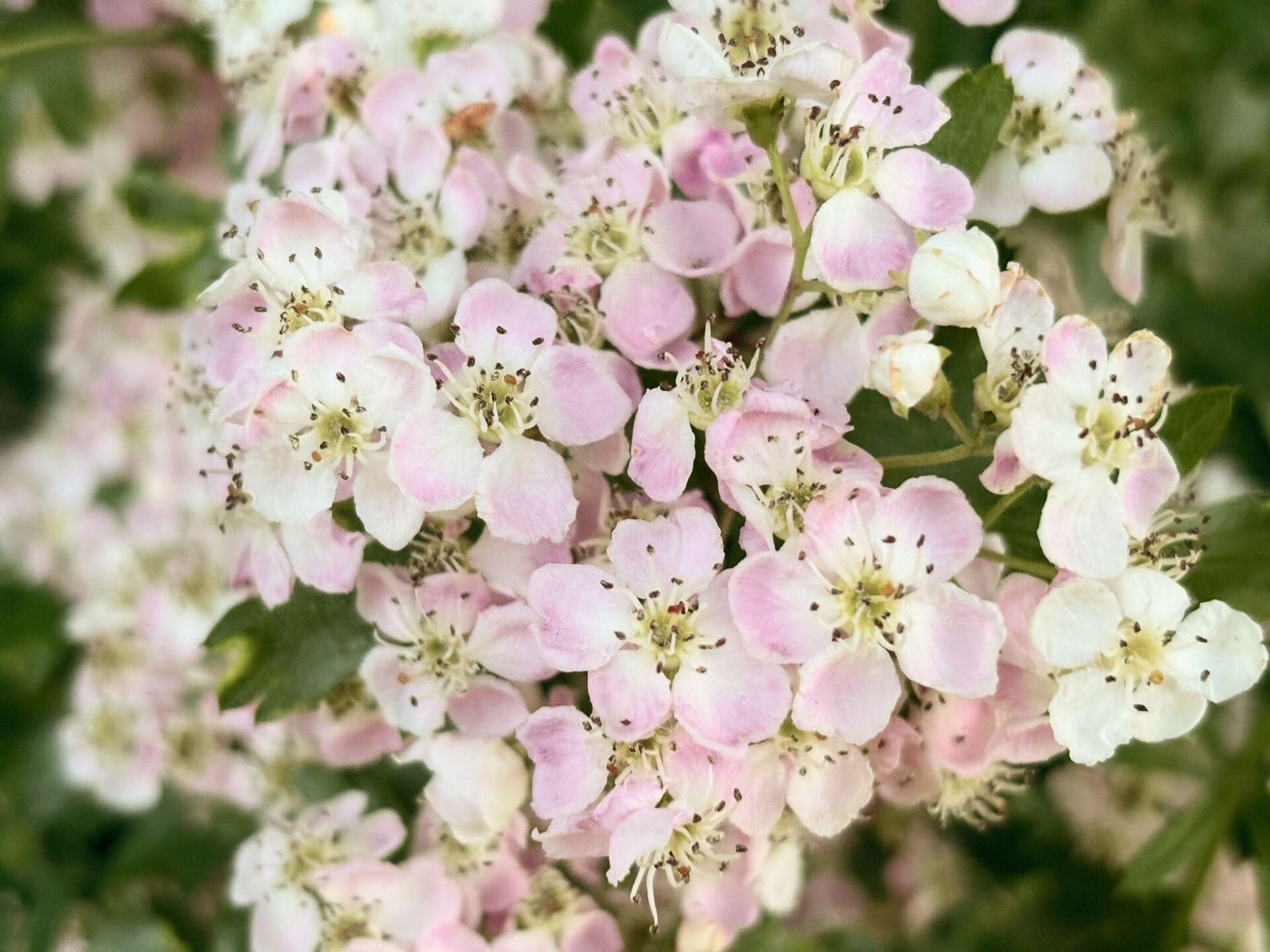 A close-up of a cluster of pink and white hawthorn blossoms with dark stamens.