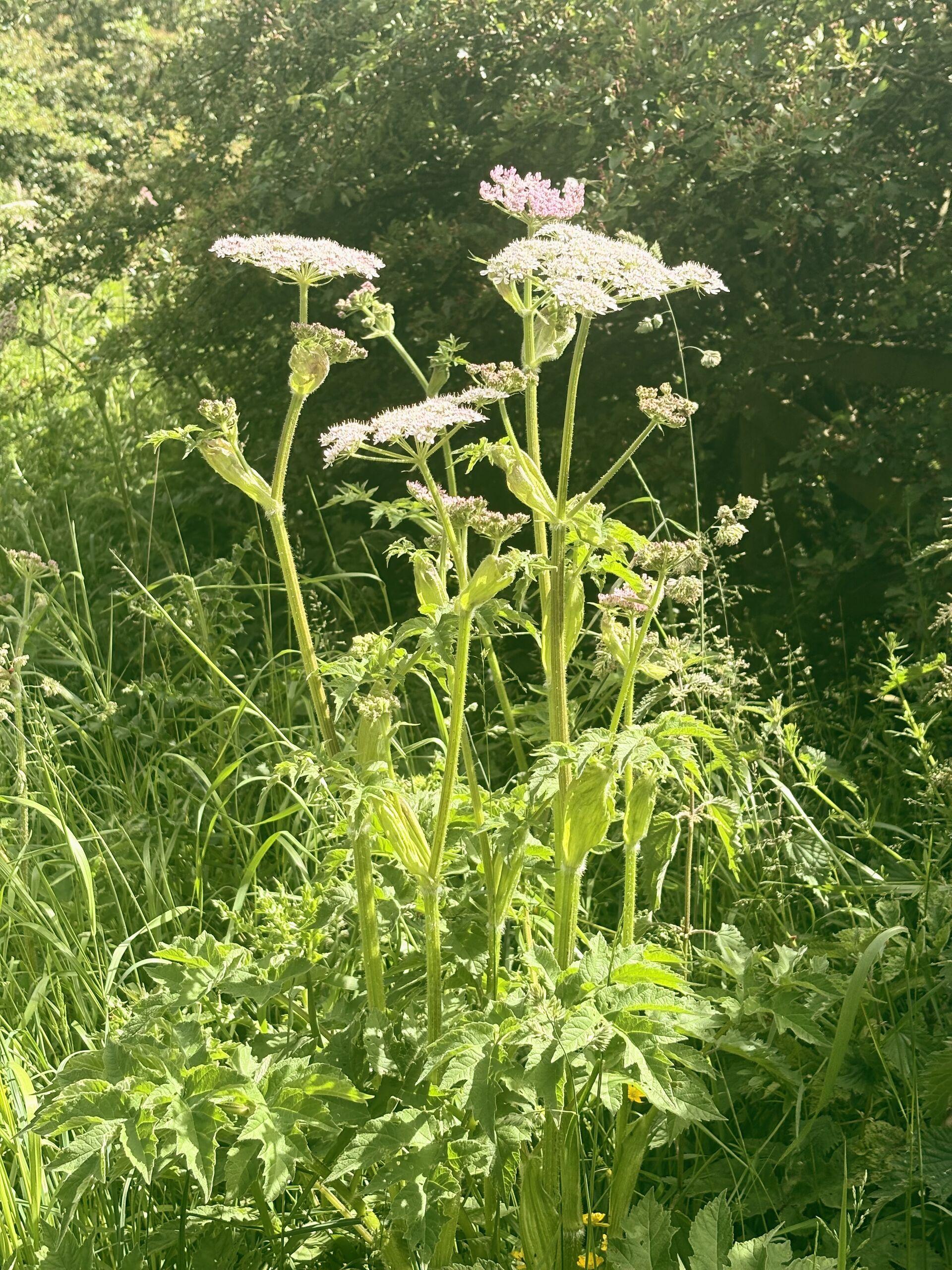 Several tall hogweed plants with large white umbel flower clusters rise above dense green undergrowth in sunlight.
